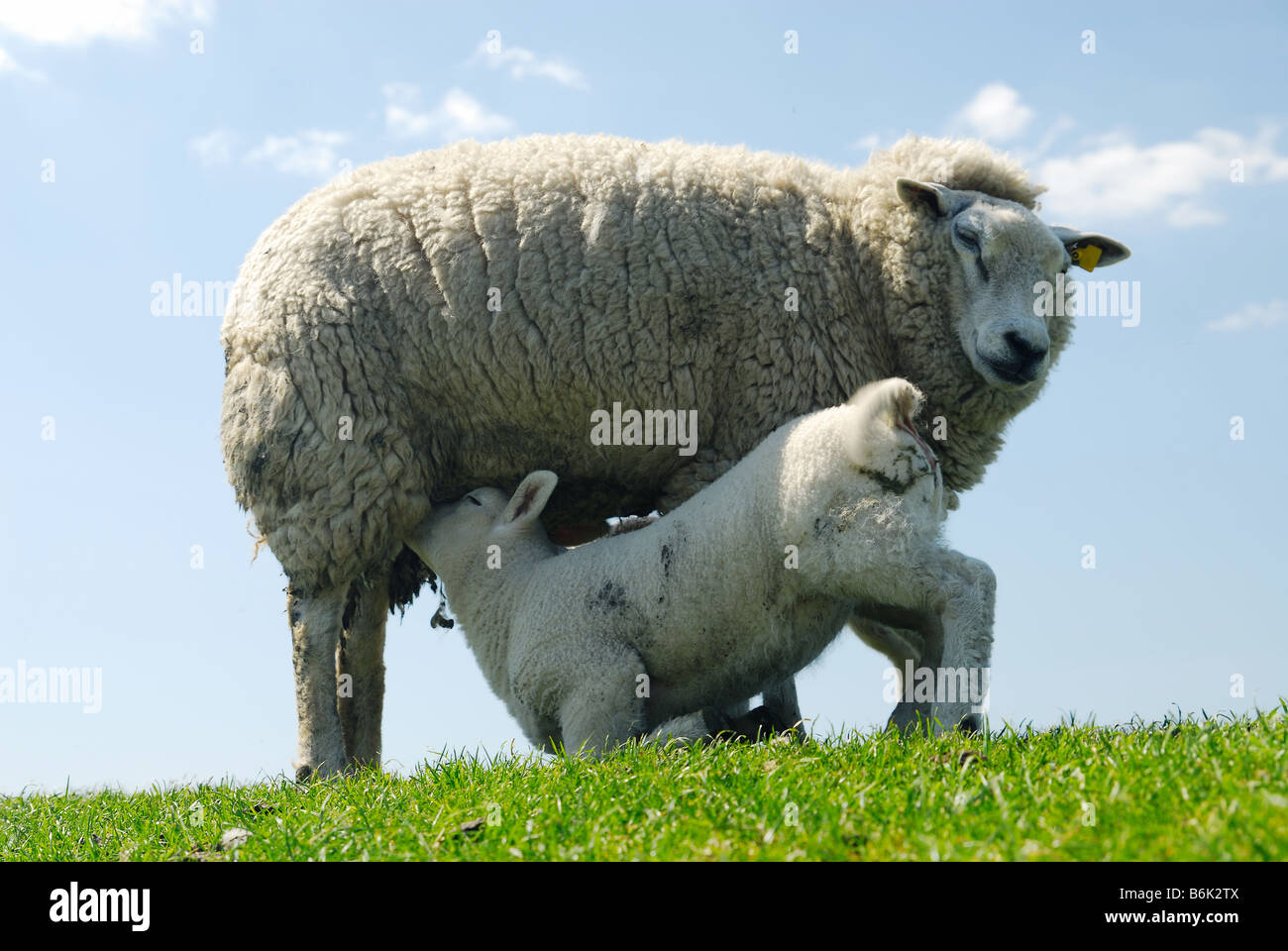 niedliche Lamm Konsummilch aus Mutter Schafe in Holland Niederlande Stockfoto