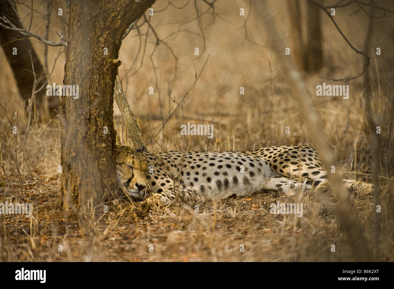 Tierwelt Geparden Gepard Acinonyx Jubatus lag im Schatten männlichen Biotope Tarnung Busch Buschland Savanne di liegend Stockfoto