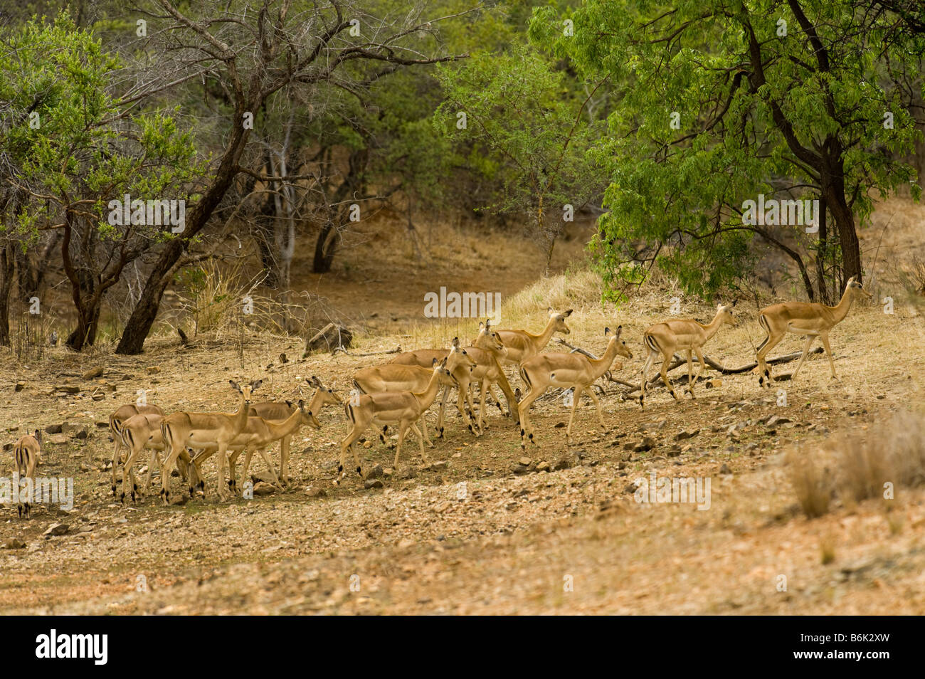 wild wild Impala-Antilopen AEPYCEROS MELAMPUS Tarnung am besten getarnten versteckten ausblenden Fluss Bett Flussbett trocken getrocknete Süd-Afri Stockfoto