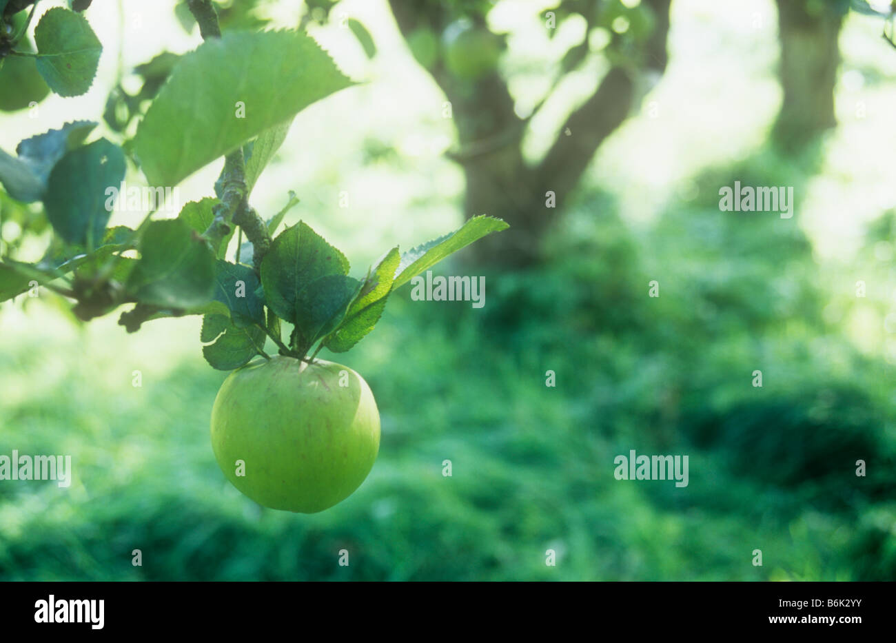 Nahaufnahme von reifer grüner Apfel mit roten Streifen auf Malus Sylvestris Domestica Baum mit mehr Baumstämme und Hintergrundbeleuchtung Rasen hinter Stockfoto