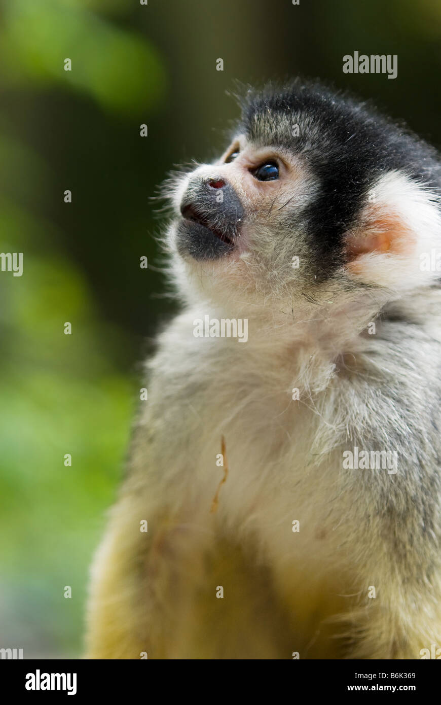 niedliche Eichhörnchen-Affe Saimiri Unterfamilie saimiriinae Stockfoto