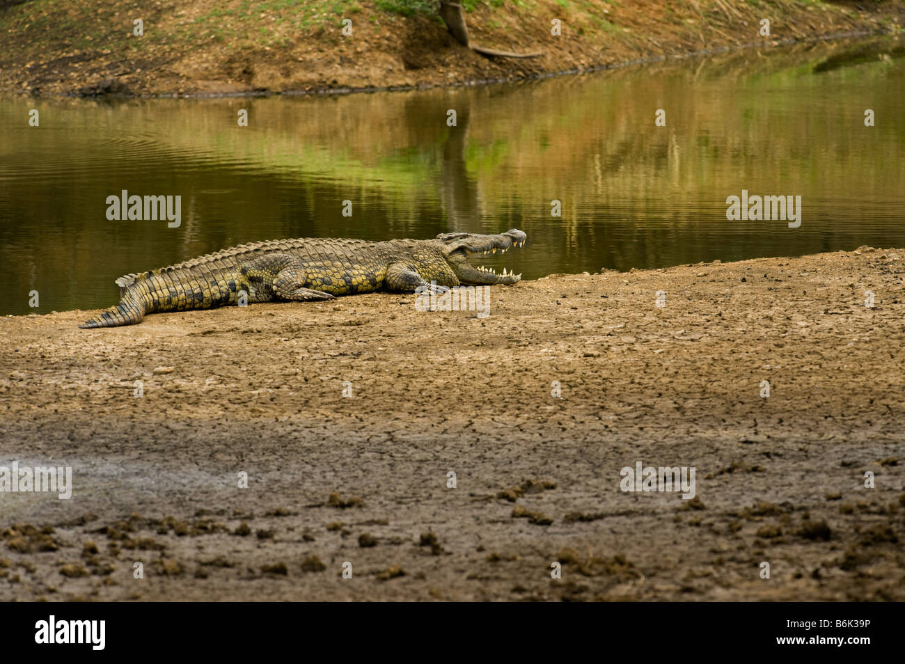 wilde Tierwelt Nil-Krokodil Crocodylus Niloticus liegend schlafen Schlaf aus Wasser Wasserloch Süd-Afrika Südafrika Dicke, Fette Stockfoto
