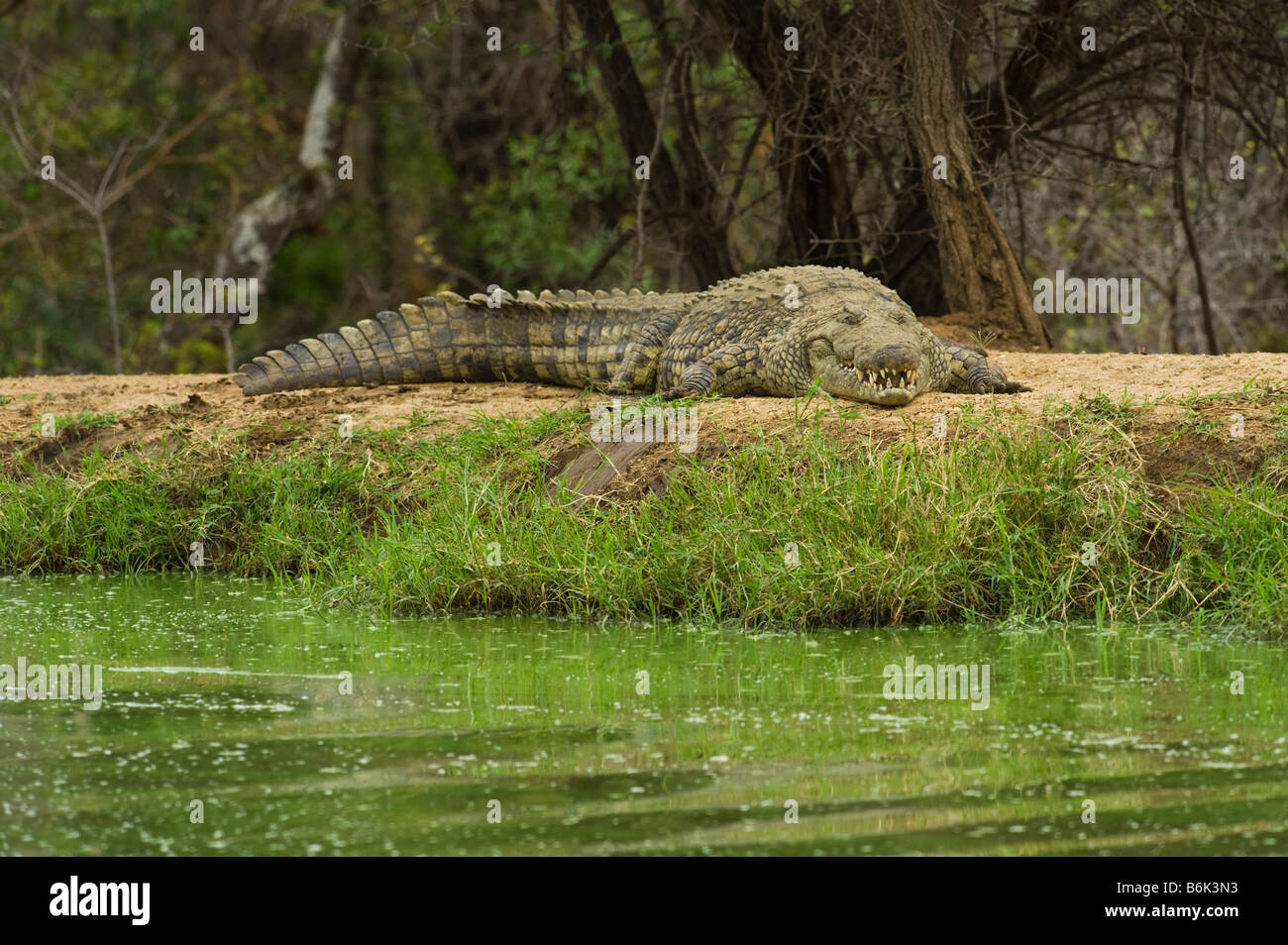 wilde Tierwelt Nil-Krokodil Crocodylus Niloticus liegend schlafen Schlaf aus Wasser Wasserloch Süd-Afrika Südafrika Dicke, Fette Stockfoto