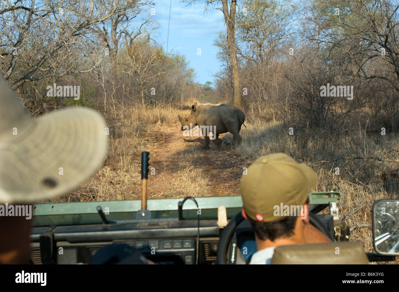 Pirschfahrt Abenteuer Südafrika Jeep Fahrzeug Menschen SAFARI Auto Südafrika Straße Weg Rhino Nashorn Tier wild Gam überqueren Stockfoto