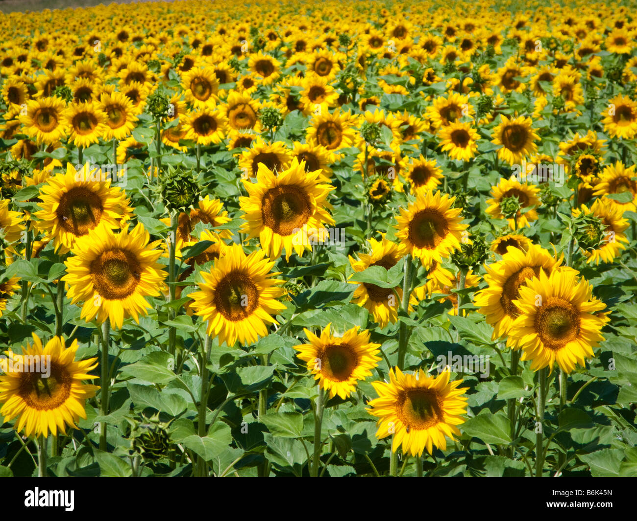 Ein Feld von reif Sonnenblumen in Südwest-Frankreich, Europa Stockfoto