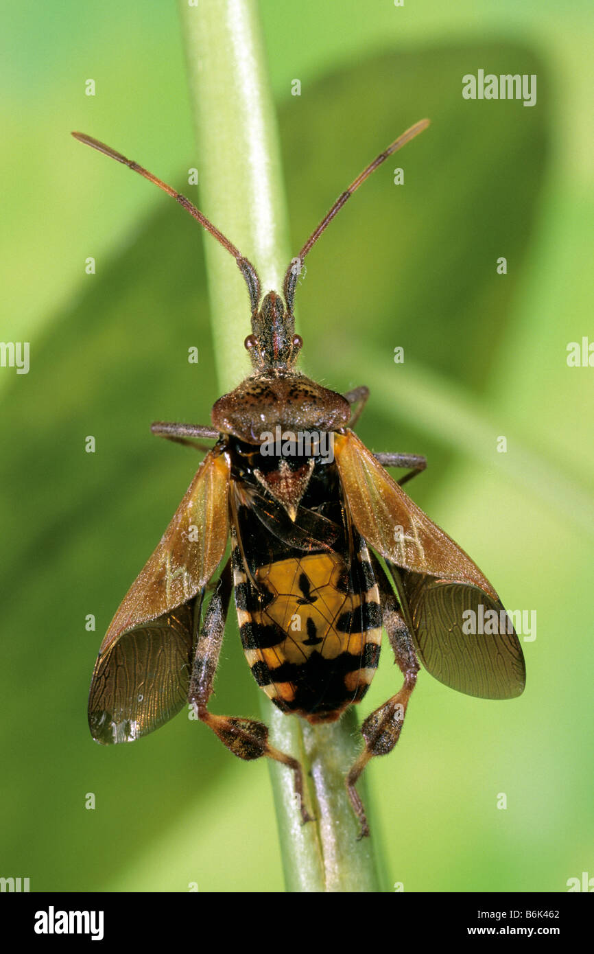 Westlichen Nadelbaum Samen Bug (Leptoglossus Occidentalis) auf Stamm Stockfoto