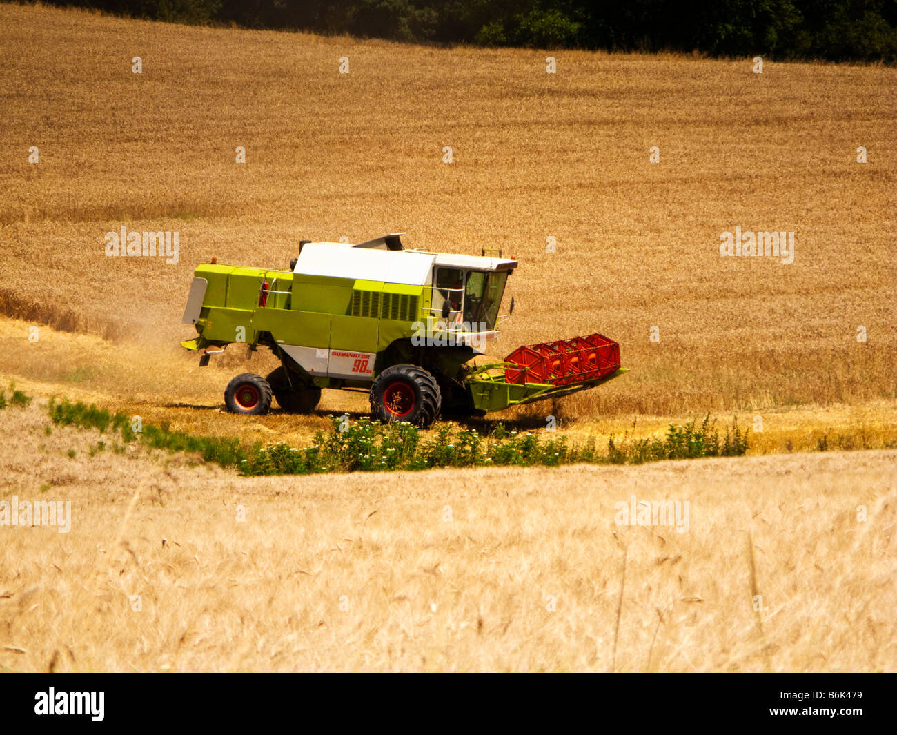 Mähdrescher, der Weizen erntet, in Tarn et Garonne, Südwestfrankreich, Europa Stockfoto