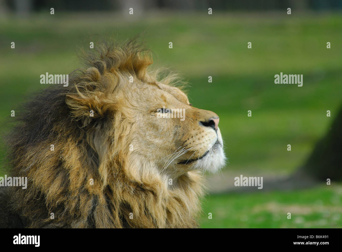 Porträt eines großen afrikanischen männlichen Löwen Stockfoto