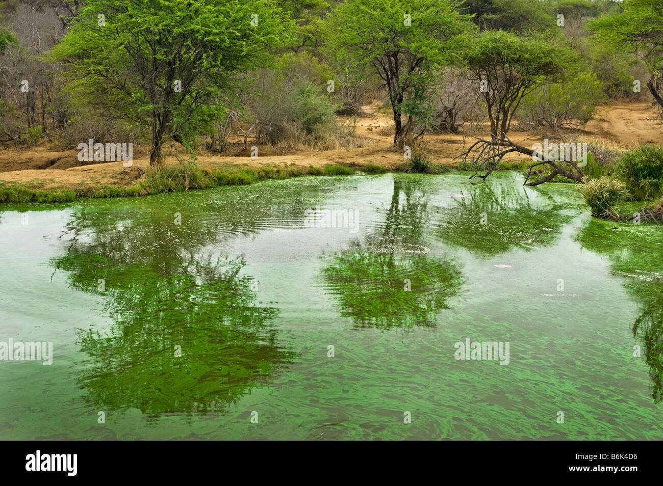 Wasserloch Buschland Busch IMPALAs Tierwelt Wilde grüne Kante Wasserloch Süd-Afrika Südafrika Landschaft Akazie Wasseroberfläche Stockfoto