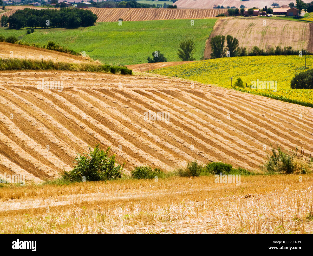 Weizenfelder in Tarn et Garonne, Südwest-Frankreich, Europa Stockfoto