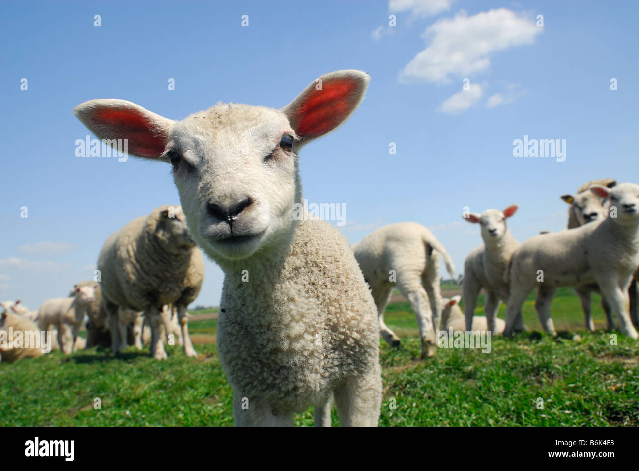 lustiges Bild von einem neugierigen Lamm im Frühjahr Stockfoto