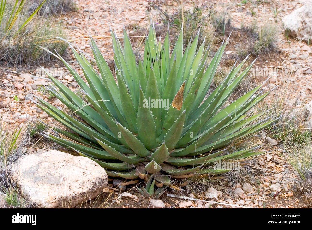 Slimfoot Agave Agave Gracilipes Carlsbad New Mexico USA 8 April Pflanze Agavaceae Stockfoto