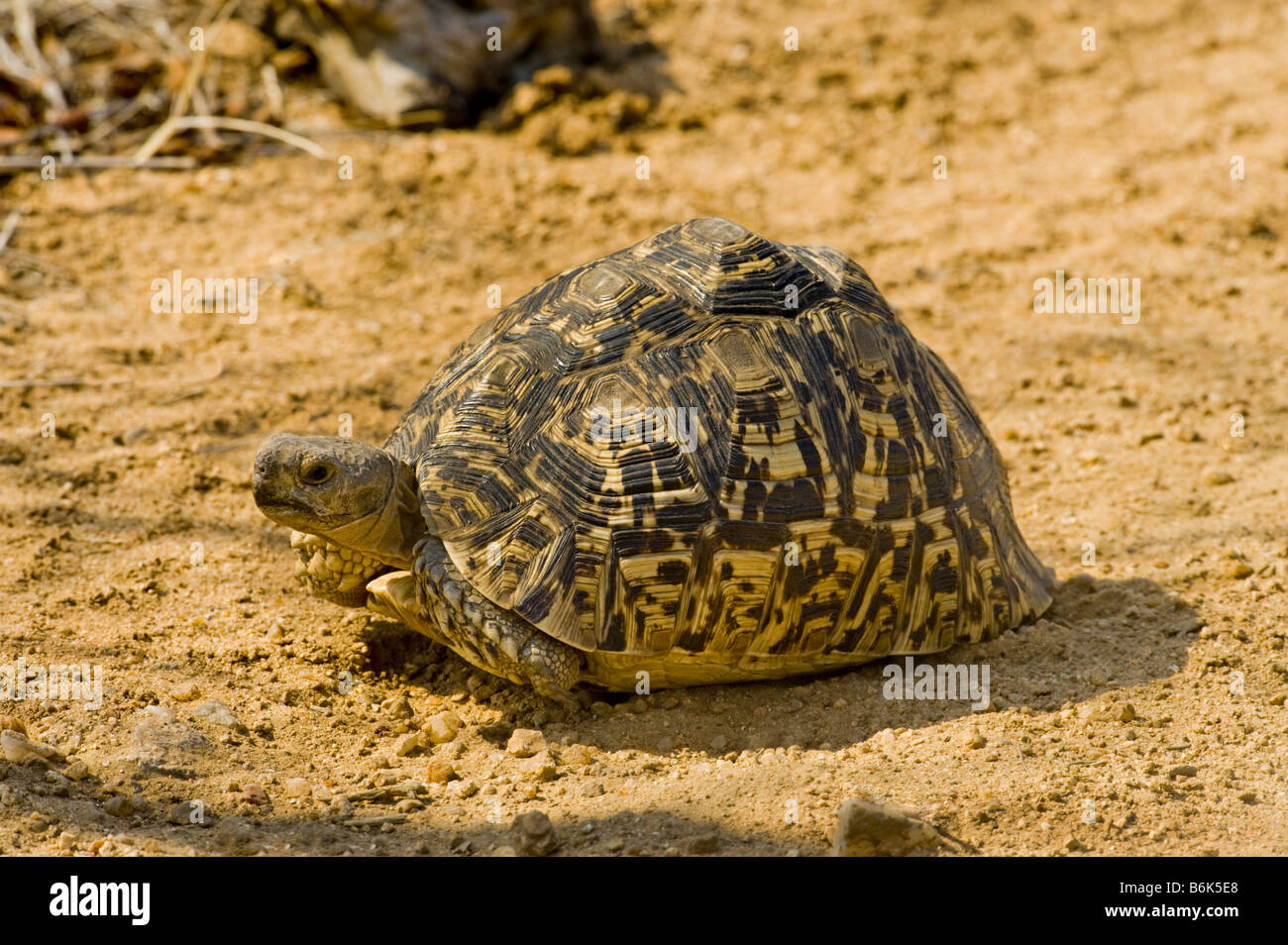 Wilde Tierwelt Pantherschildkrote Geochelone Pardalis Reptil Schildkrote Tortuga Arten Endemische Tier Alte Grosse Schwere Portrat Tel Landen Stockfotografie Alamy