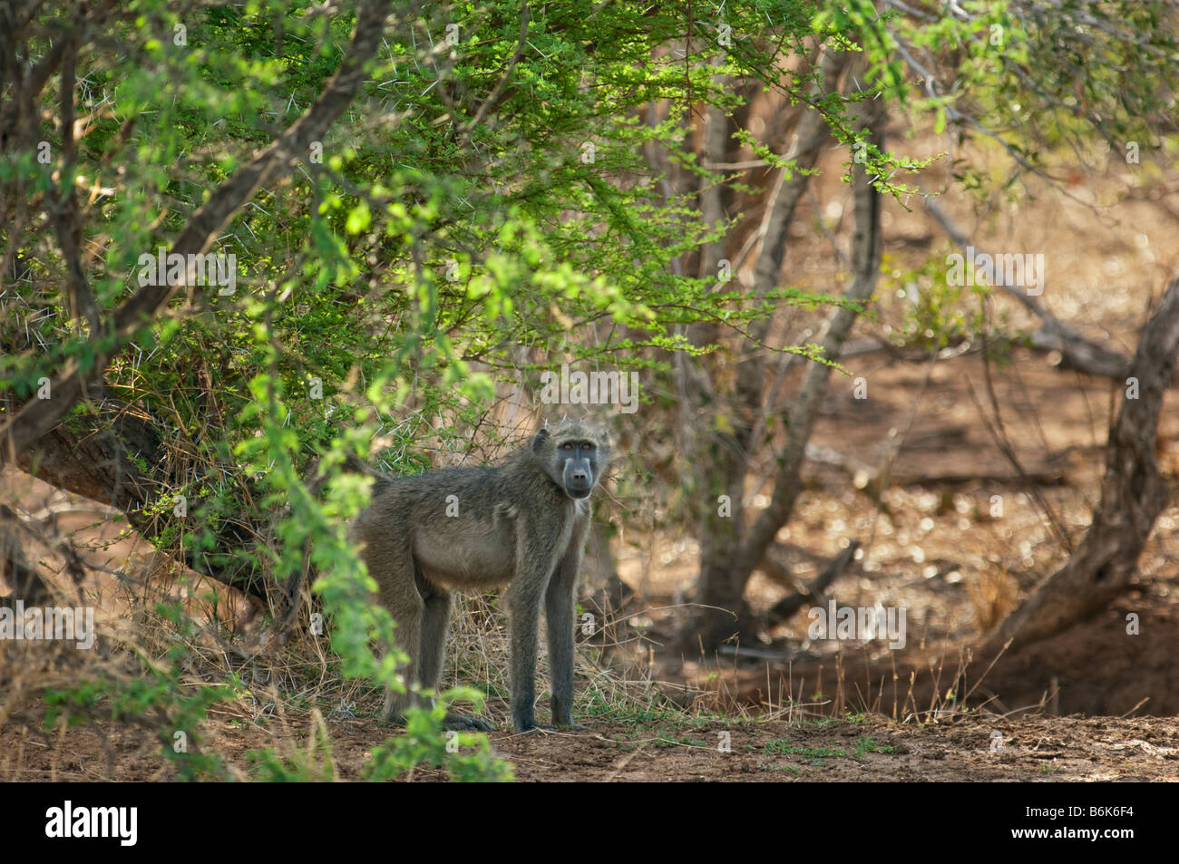wild wild Chacma Pavian PAPIO URSINUS Primas Affe Südafrika Südafrika Säugetier Afrika Busch Wald entlang einer Stockfoto