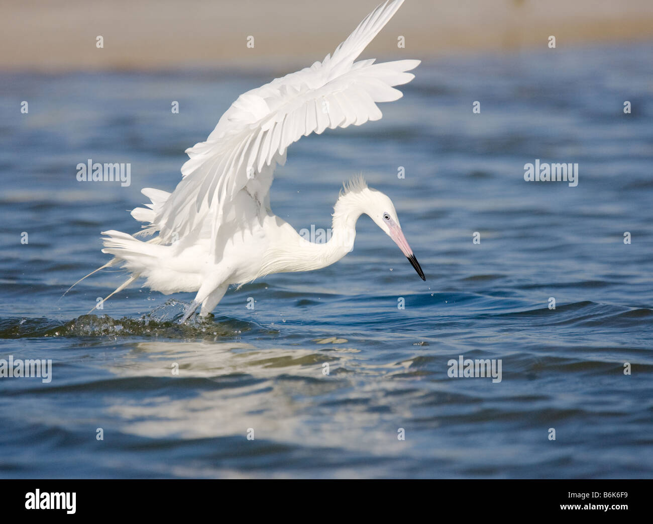 Eine weiße Morphen (genetische Variante) rötliche Silberreiher "Baldachin Fische" durch seine Flügel ausbreitet, über dem Wasser in Fort Myers, Florida. Stockfoto