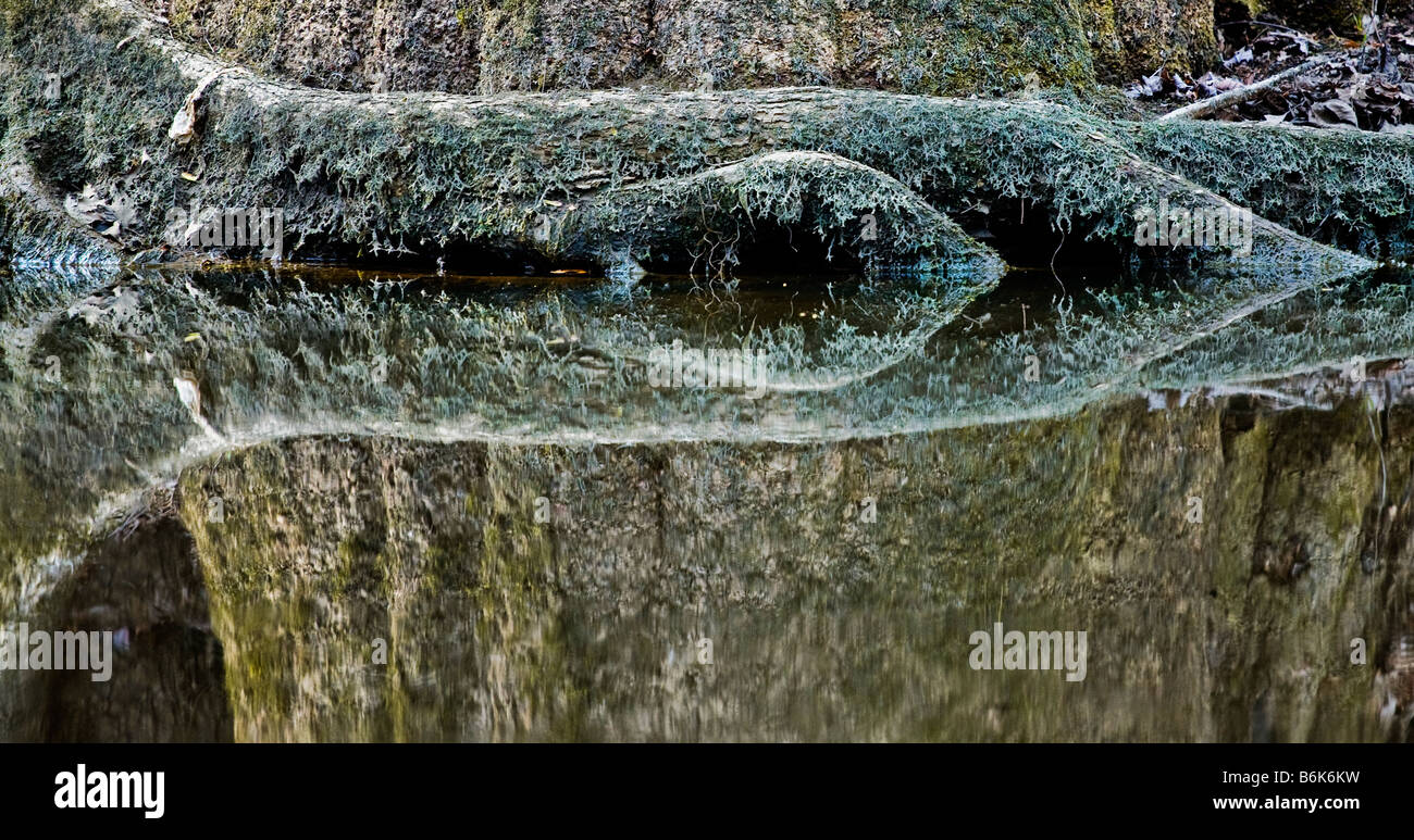 Die Wurzeln von einer Sumpfzypresse spiegeln sich in den Fluss. Stockfoto