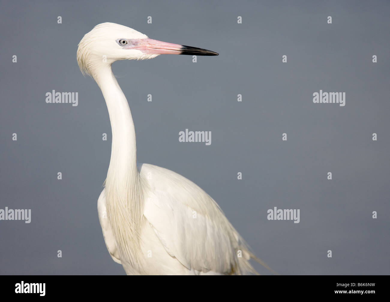 Eine weiße Morph (eine genetische Variation) Uhren rötliche Silberreiher für Fisch in Estero Lagune, Fort Myers, Florida Stockfoto