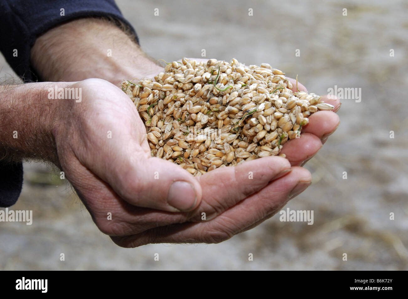 Nahaufnahme Detail des Landwirts Hände halten Getreide für Tierfutter verwendet Stockfoto