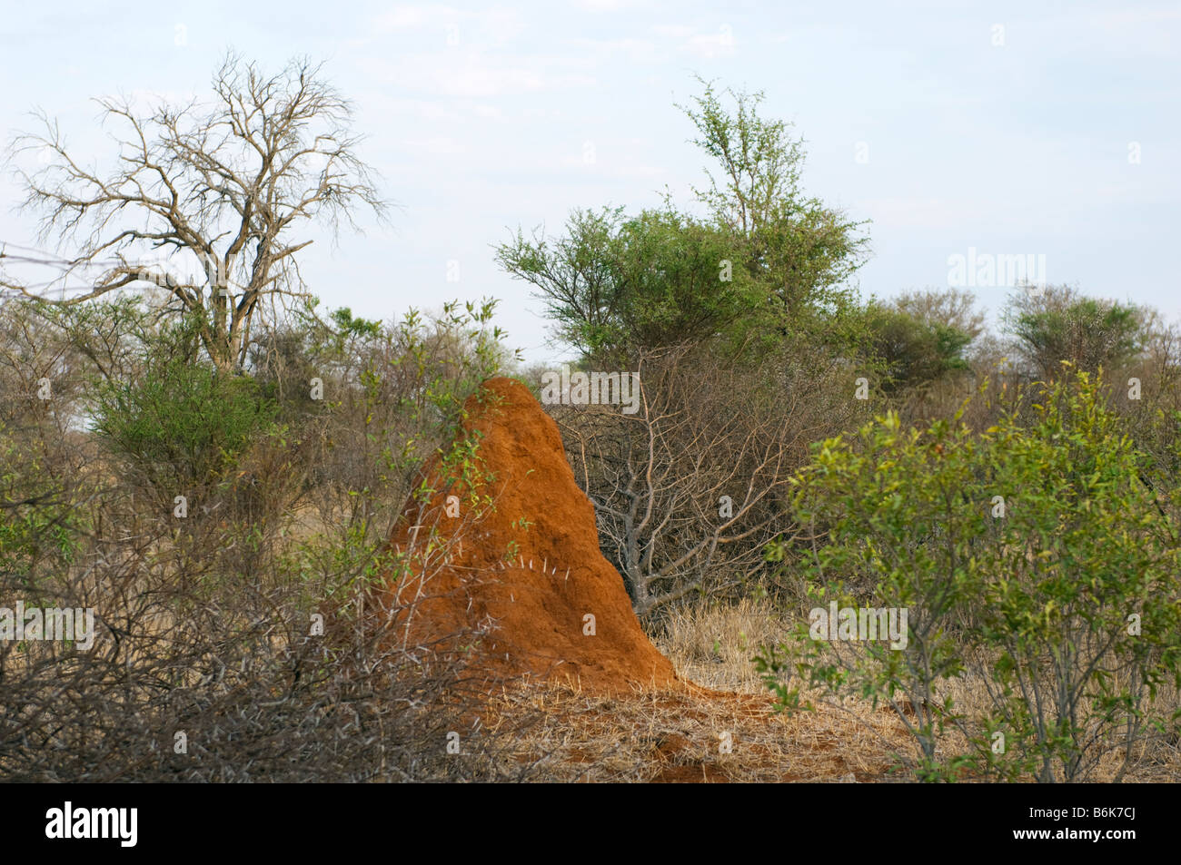 Ed Hügel Termite montieren Termitenhügel im Savannah Wald Busch Buschland Wildlife wild Südafrika Südafrika Busch Schornstein Stockfoto