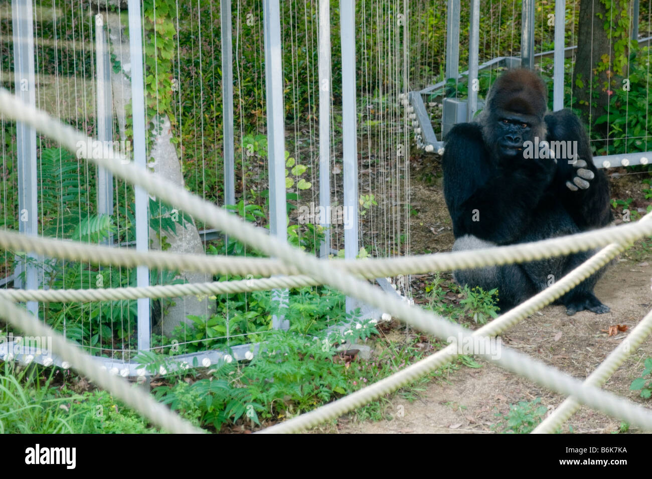 Ein Silverback Gorilla in Gefangenschaft. Stockfoto