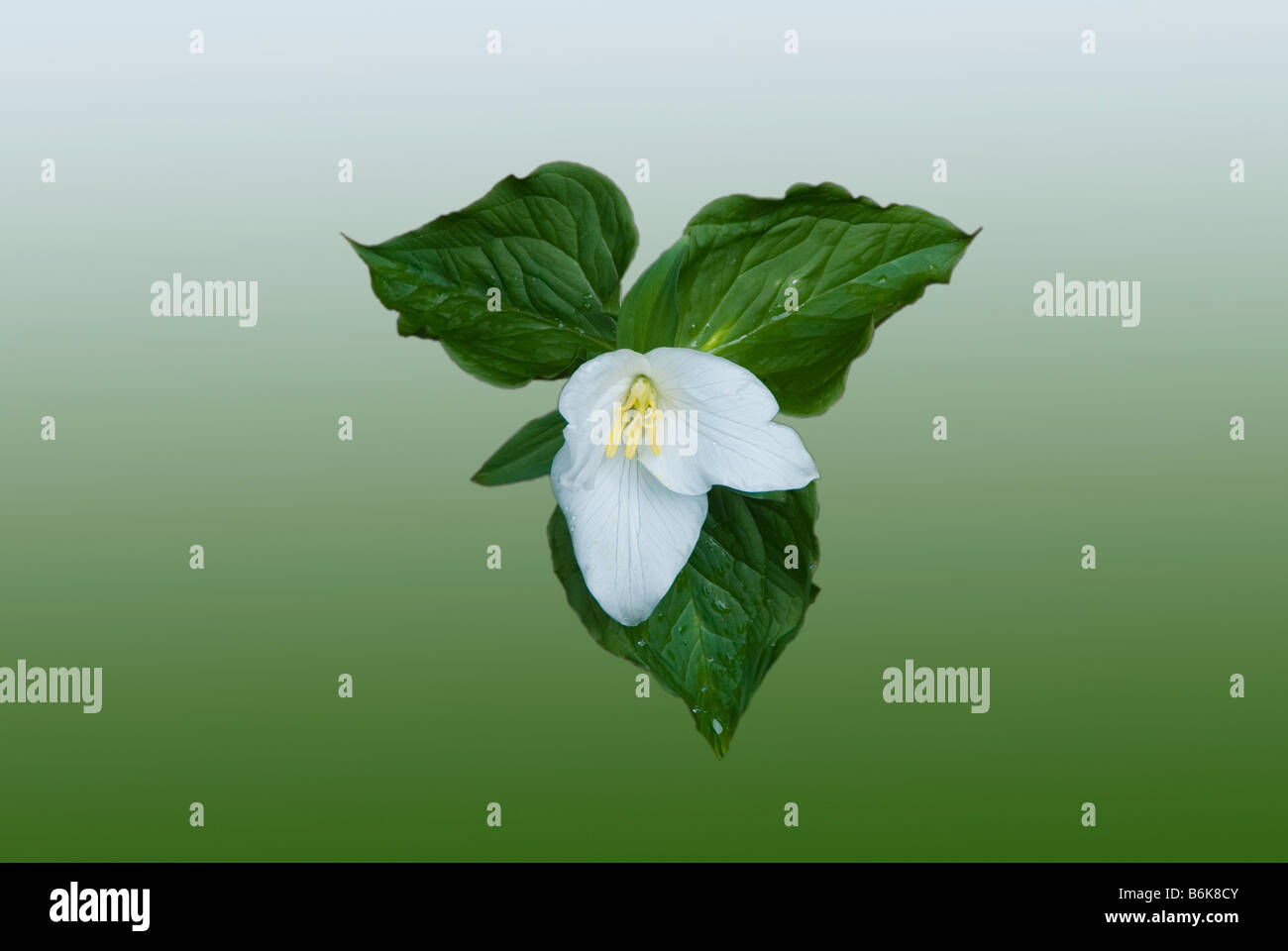 Weißes Trillium Blume auf grünem Hintergrund isoliert Stockfoto