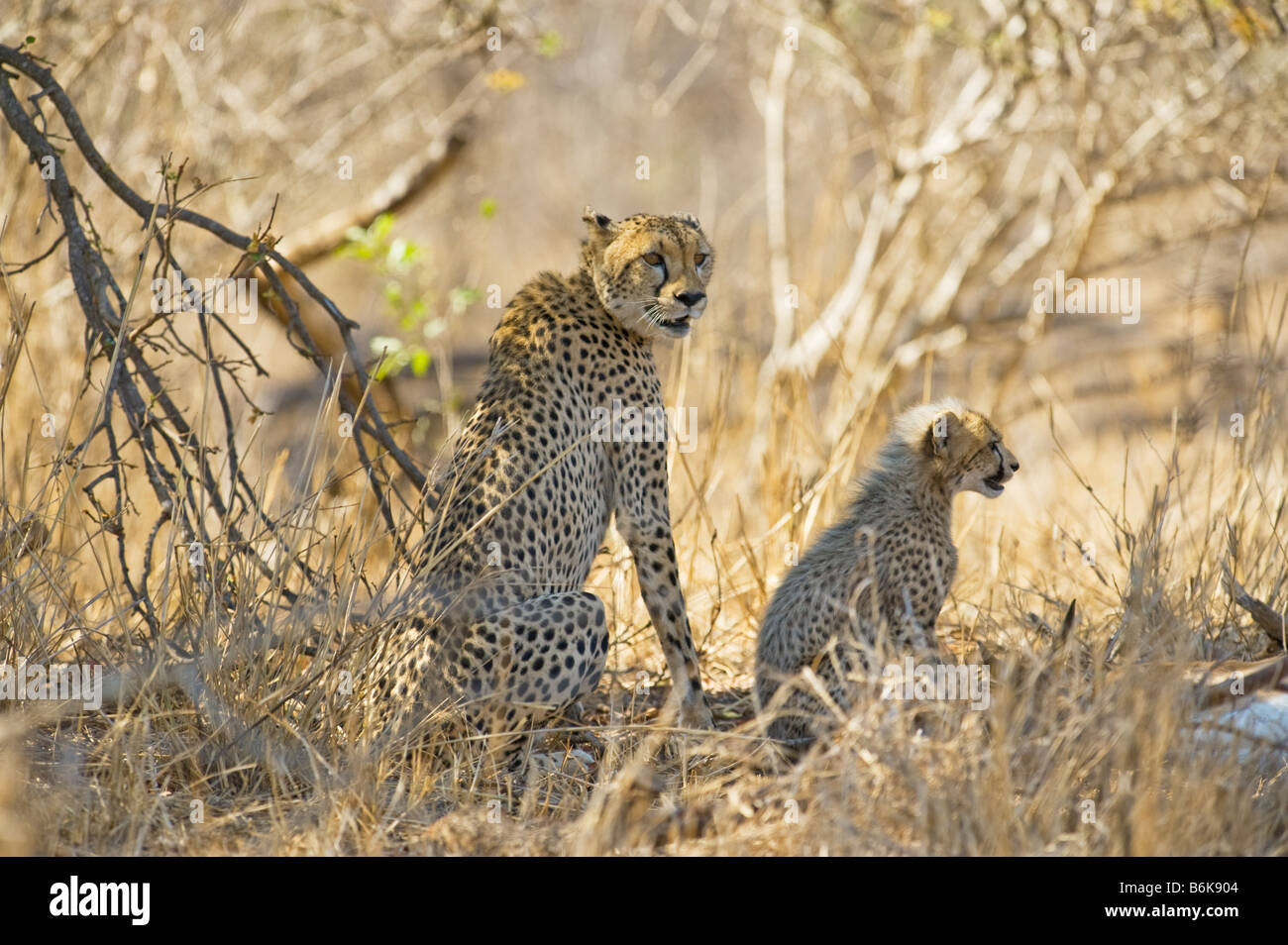 Tierwelt Geparden Gepard Mutter mit jungen Acinonyx Jubatus erwischt ein Impala nehmen Beute Südafrika Süd Afrika Wildnis sou Stockfoto