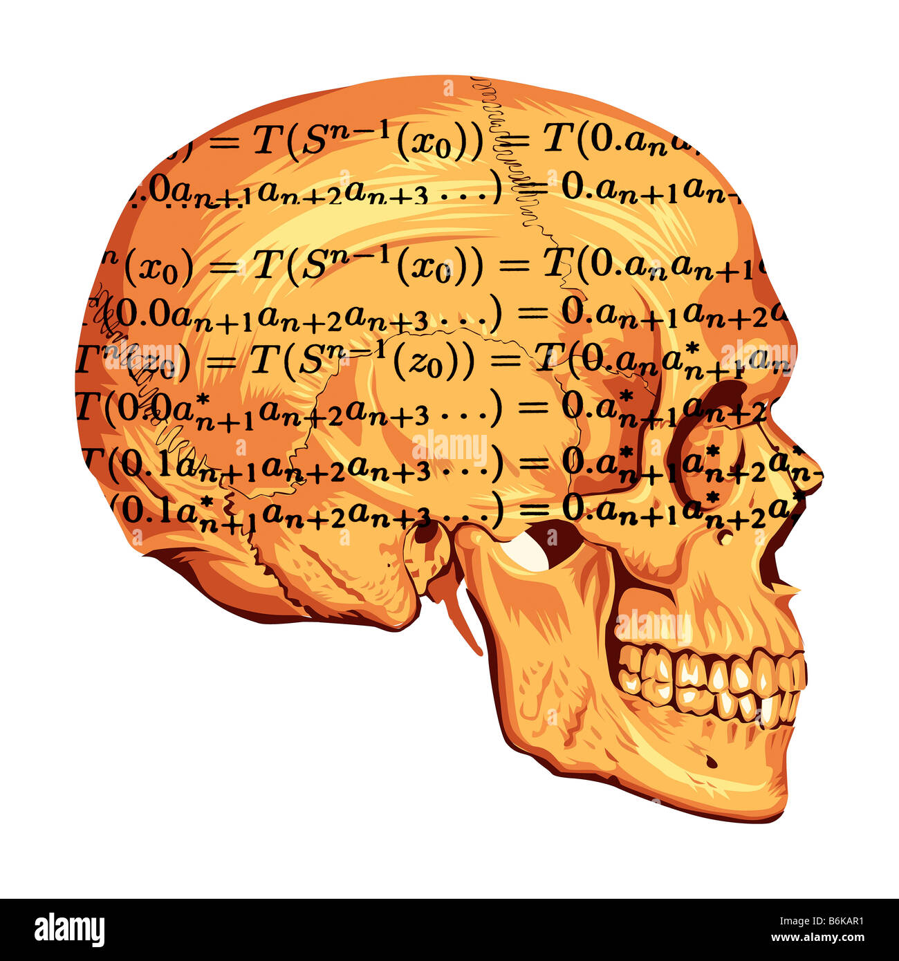 Vektor-Illustration des menschlichen Schädels und medizinischer text Stockfoto