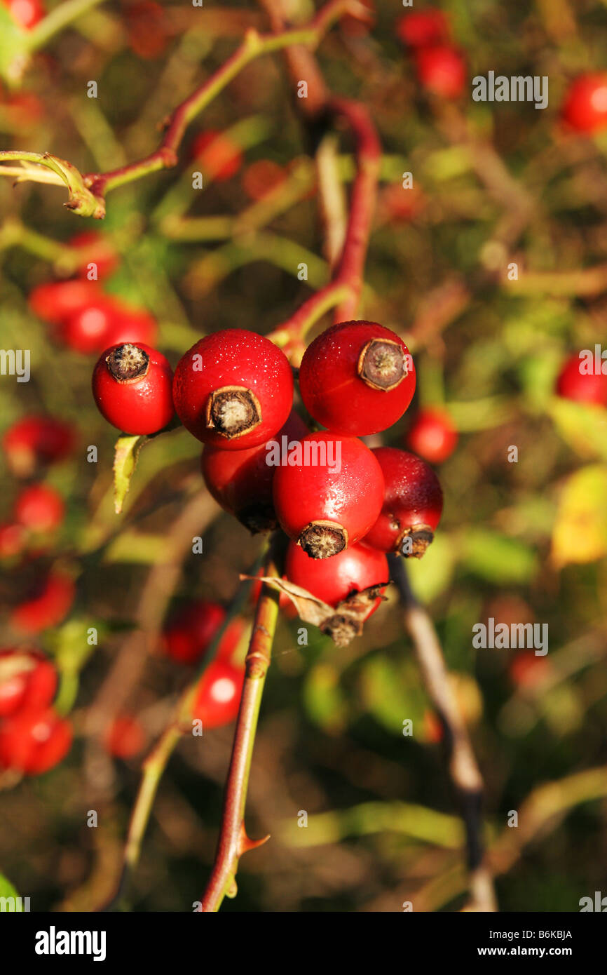 Weißdorn ist eine Art von wilden Kleinbaum mit Dornen, weißen oder rosa Blüten im Frühjahr und kleine rote Früchte im Herbst. Stockfoto