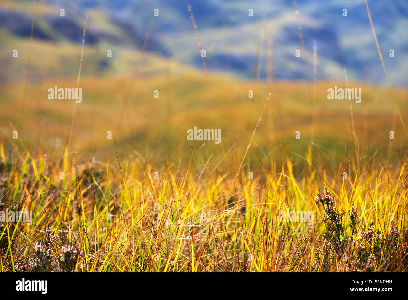 Die unteren Hänge von den drei Schwestern in Glencoe gesehen durch Moorand Gräser Stockfoto