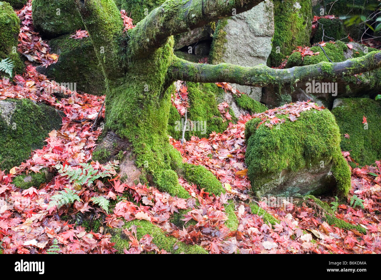 Versteckte japanische Garten in Eskdale, Cumbria Stockfoto