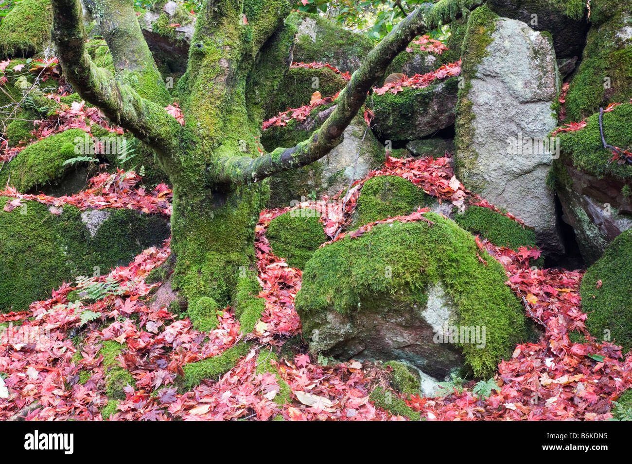 Versteckte japanische Garten in Eskdale Cumbria Stockfoto