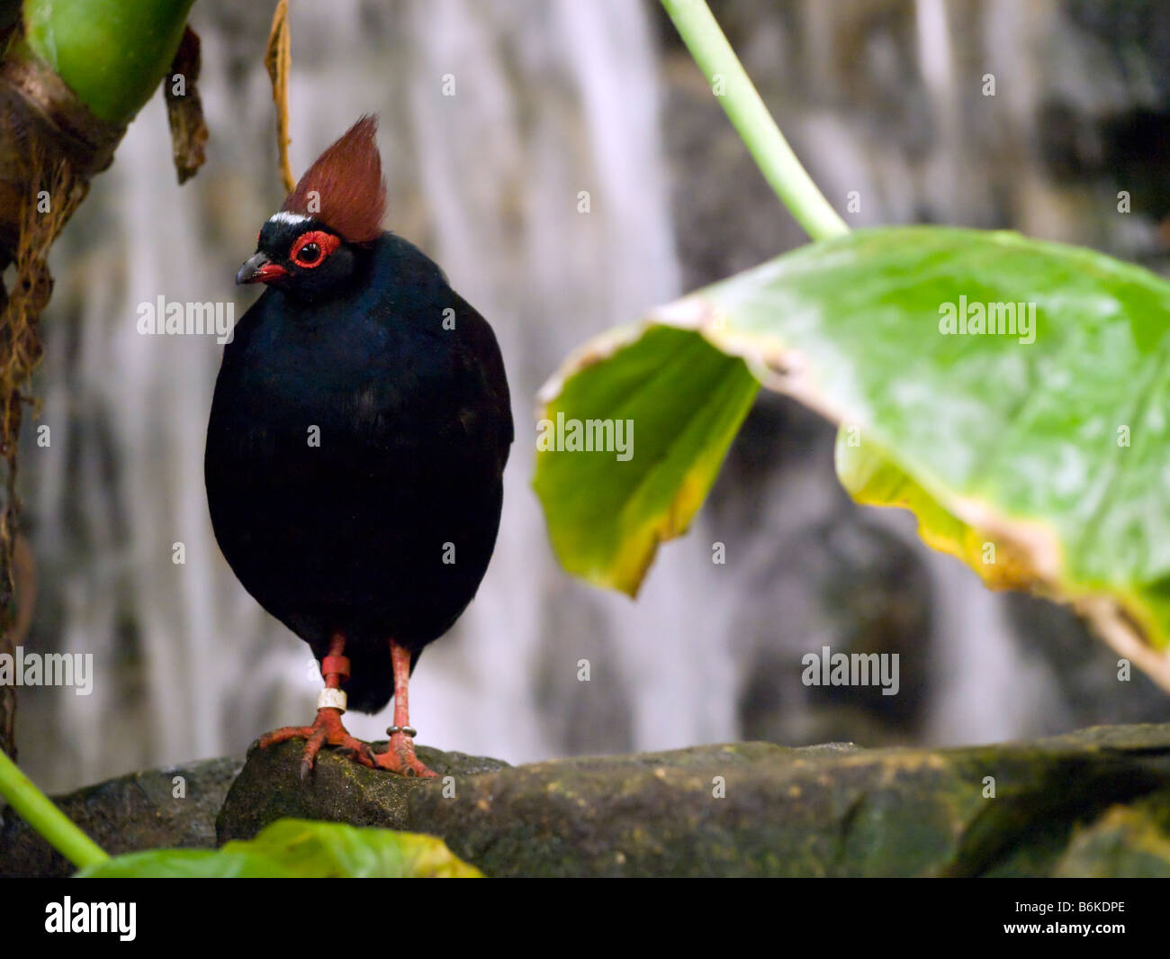 rot gekrönt crested Woold Rebhuhn Roul Roul tropischer Vogel im Bereich tropische Vögel in den biblischen Zoo Israel. Stockfoto