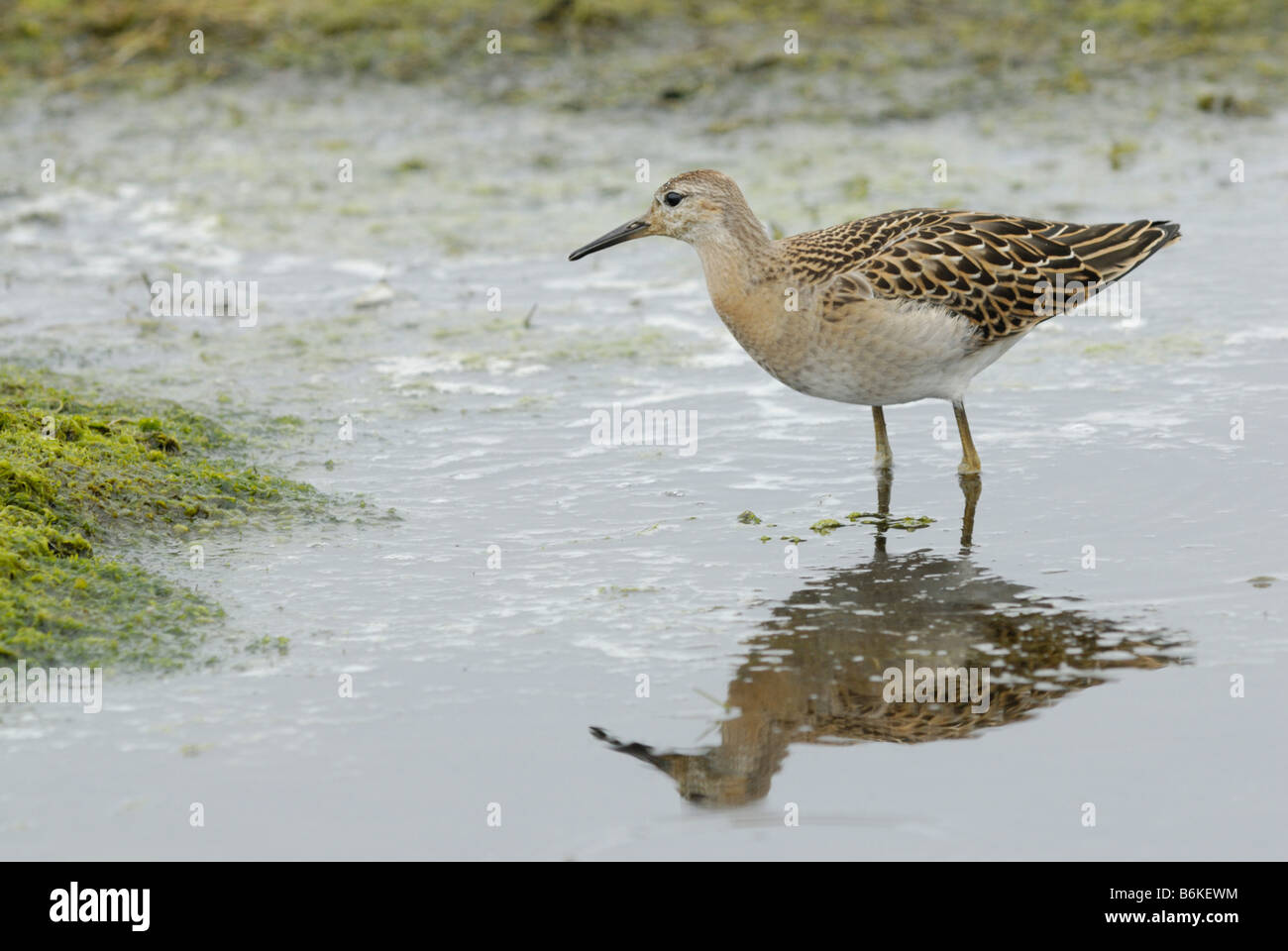 Juvenile Kampfläufer (Philomachus Pugnax) Stockfoto