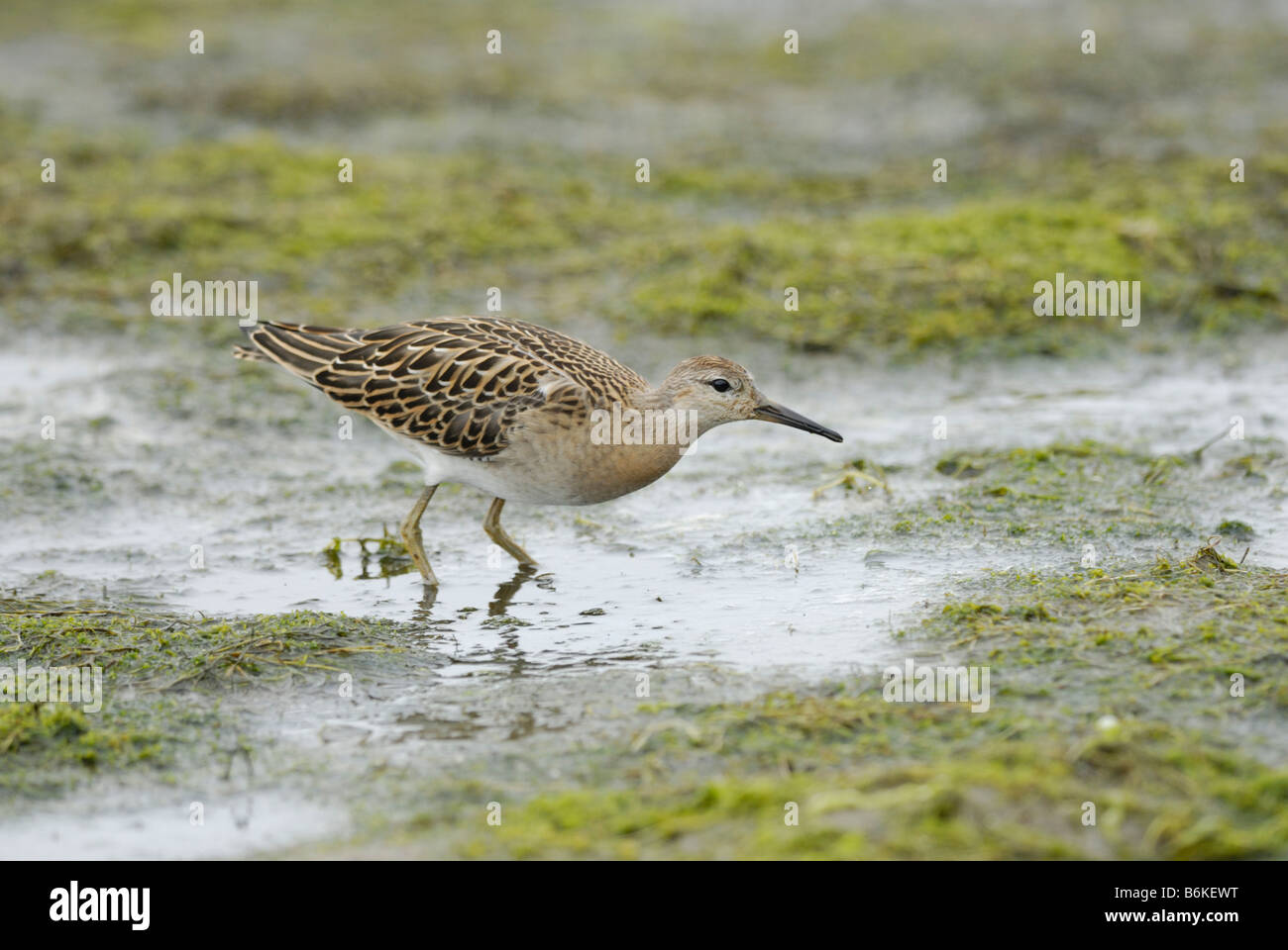 Juvenile Kampfläufer (Philomachus Pugnax) Stockfoto