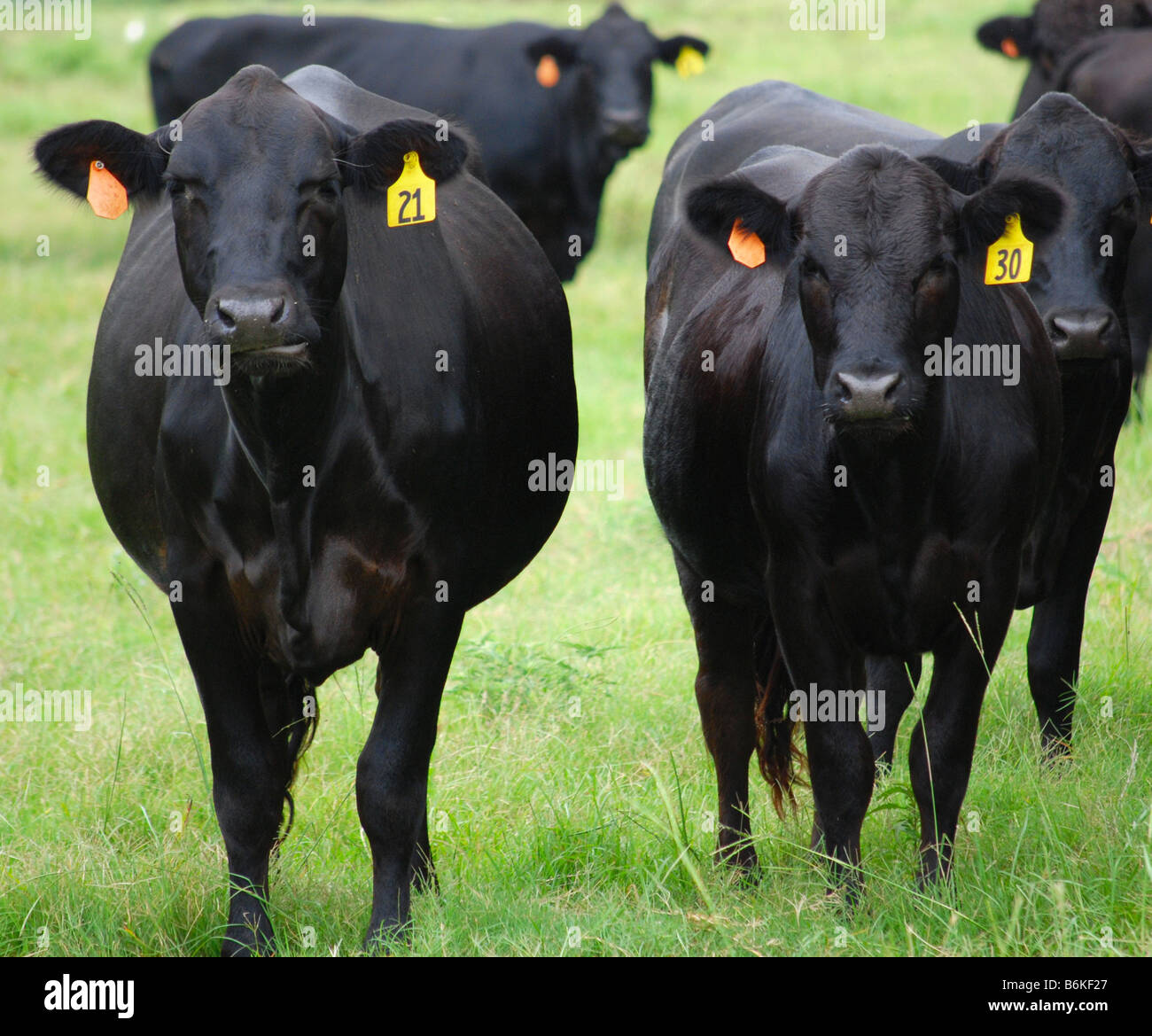Zwei Black-Angus-Kühe Stockfoto