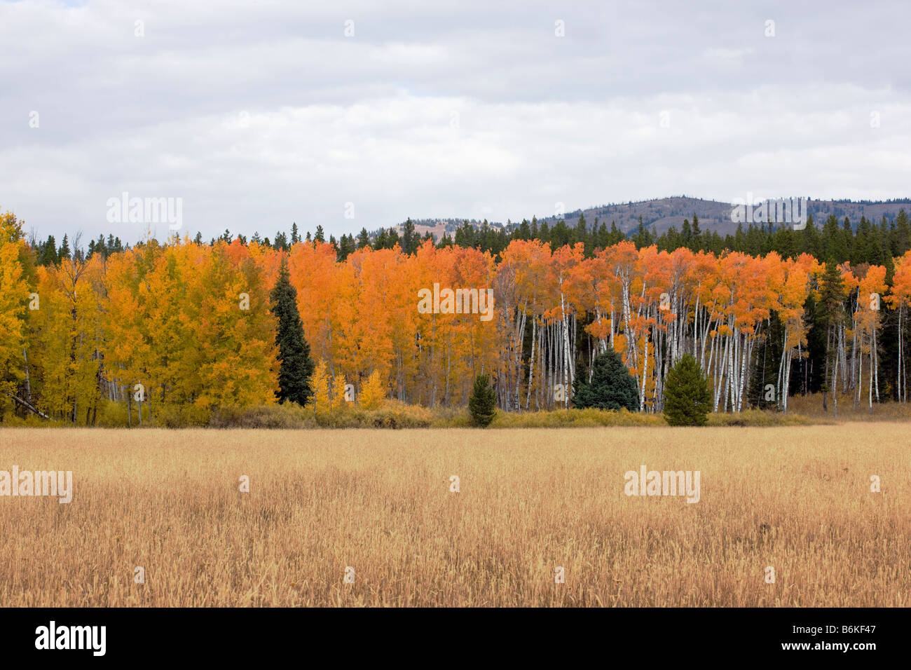 Espe Bäume Goldener Herbst Farbe, in der Nähe von RT. 89/287 und Arizona Island, Grand-Teton-Nationalpark, Wyoming, USA Stockfoto