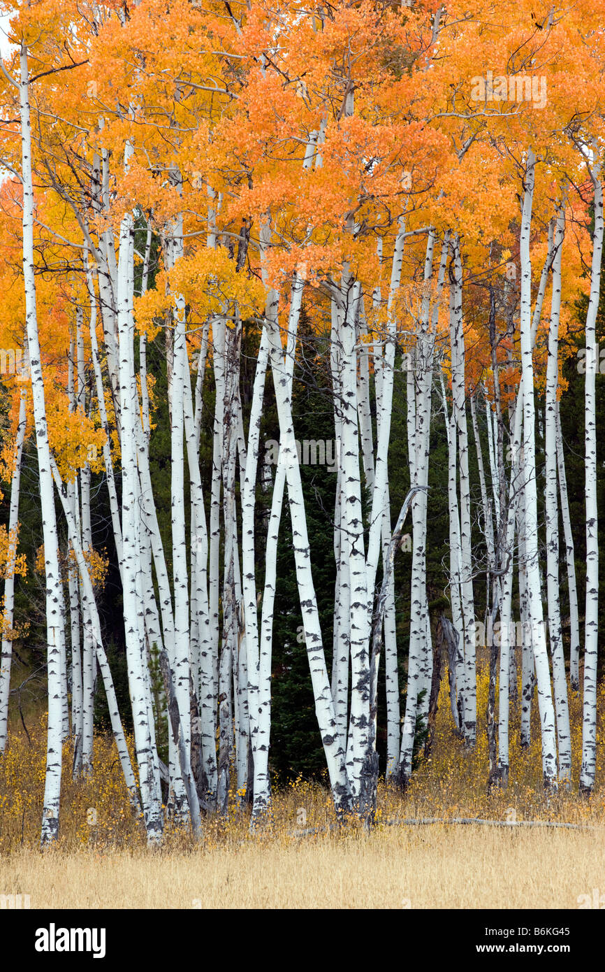 Espe Bäume Goldener Herbst Farbe, in der Nähe von RT. 89/287 und Arizona Island, Grand-Teton-Nationalpark, Wyoming, USA Stockfoto