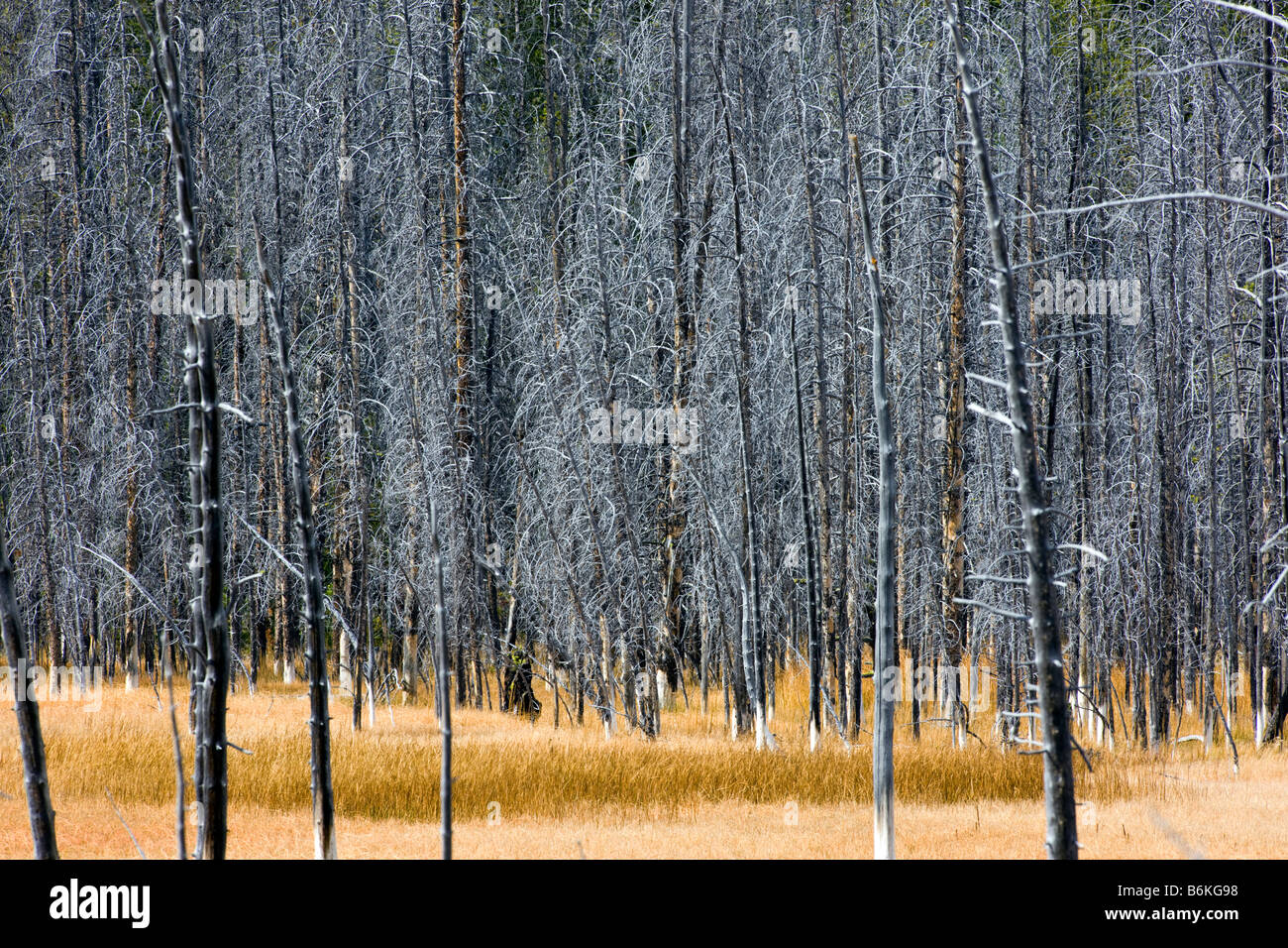 Bäume getötet durch thermische Eigenschaften, in der Nähe von Grand Prismatic Spring, Midway Geyser Basin, Yellowstone-Nationalpark; Wyoming; USA Stockfoto