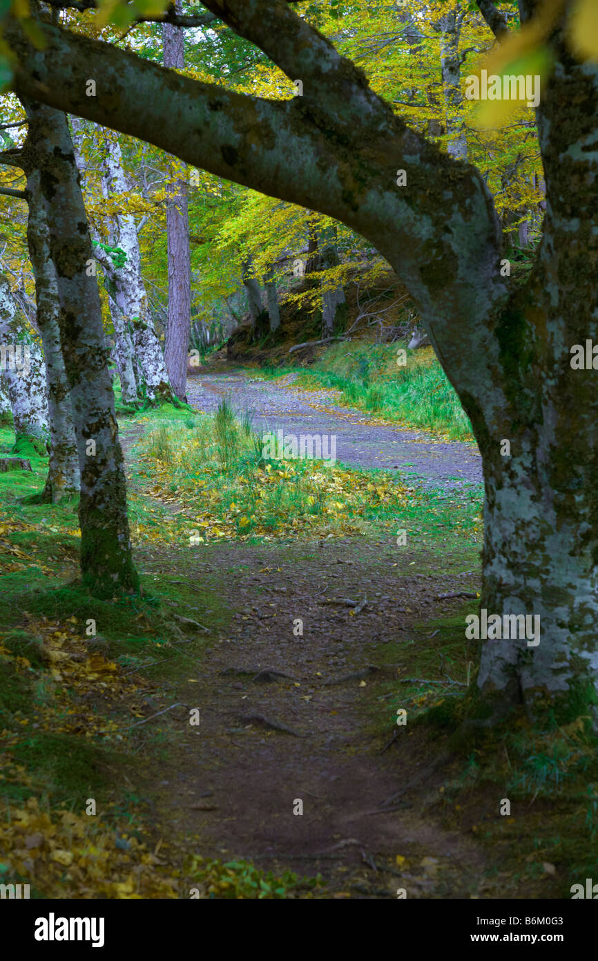 Herbstspaziergang durch bunte Wälder von Applecross House Applecross Wester Ross Ross und Cromarty West Highlands Schottland Großbritannien Stockfoto