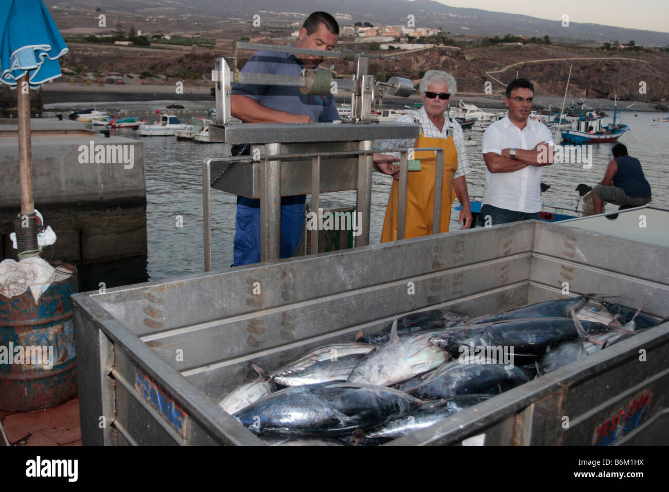 Mit einem Gewicht von den Fang des Bonito Thunfisch, bevor es, auf den Markt Playa San Juan-Teneriffa-Kanarische Inseln-Spanien gesendet wird Stockfoto