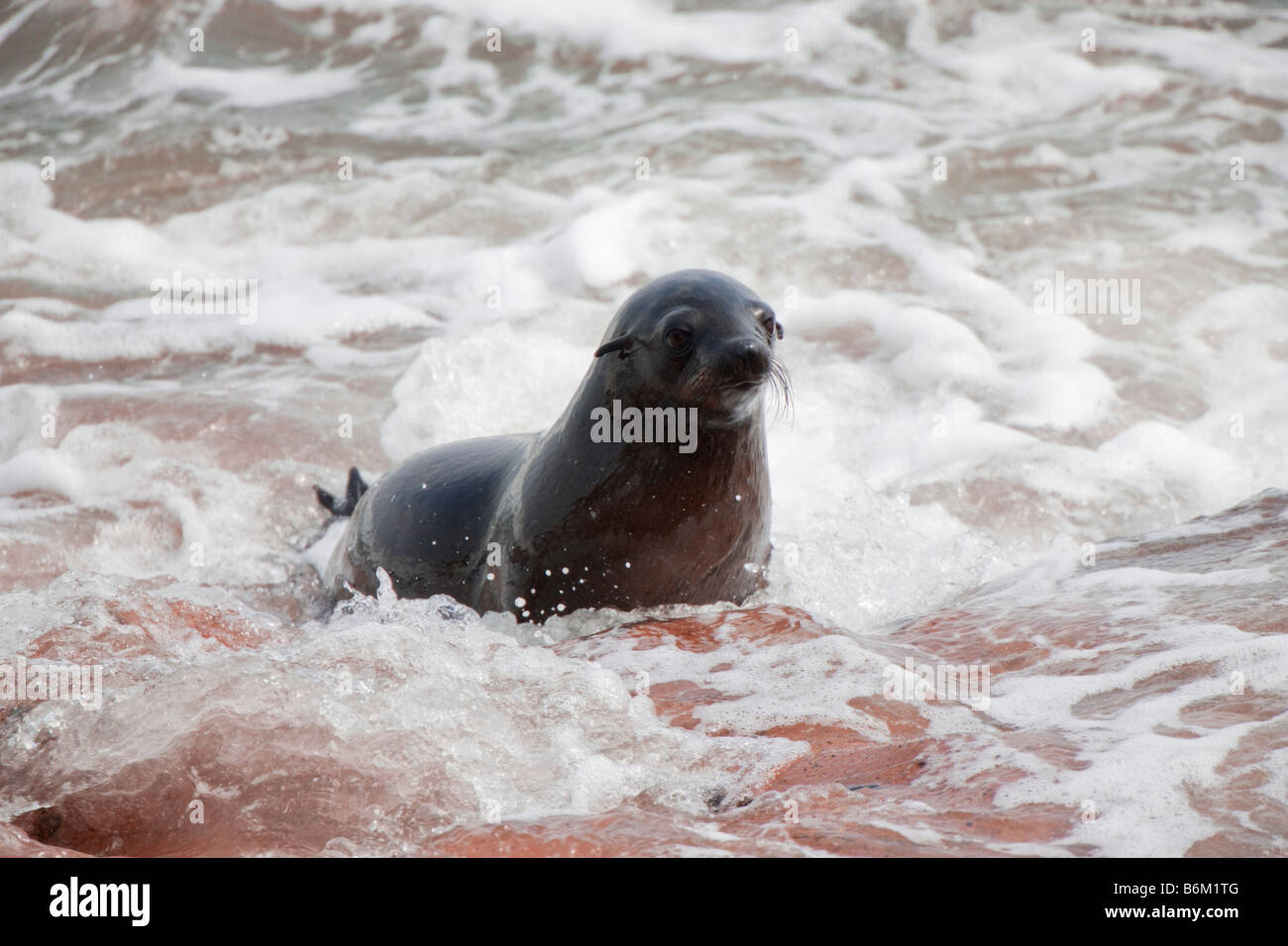 Cape Fur Seal Pup kommen aus Ozean auf Red Rocks, Cape Cross, Namibia Stockfoto
