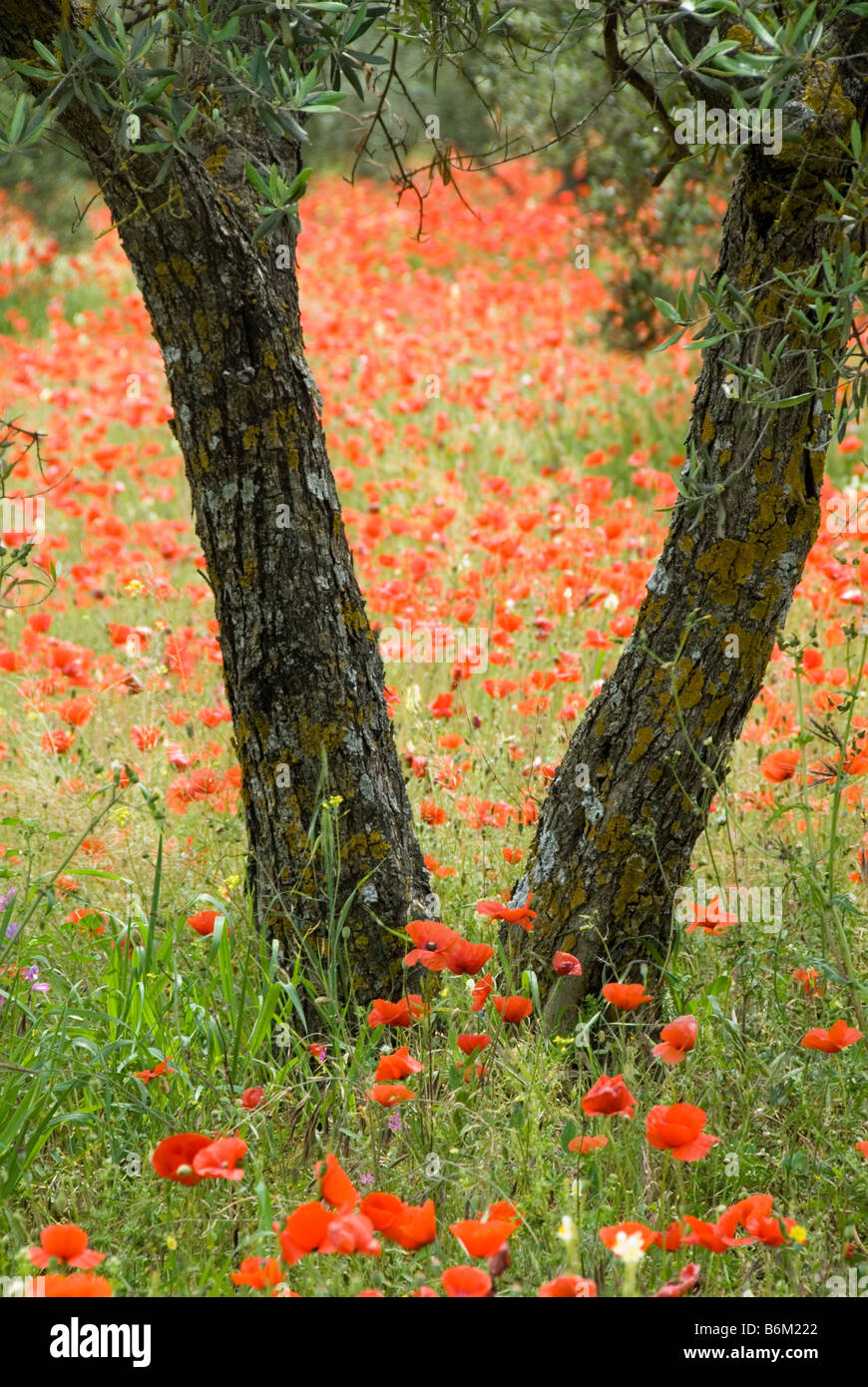 Mohnblumen Olivenbäume Olive Grove Wildblumen Rinde Frühling Frühling reisen Rot Grün Natur Erdtönen Mohn Stockfoto