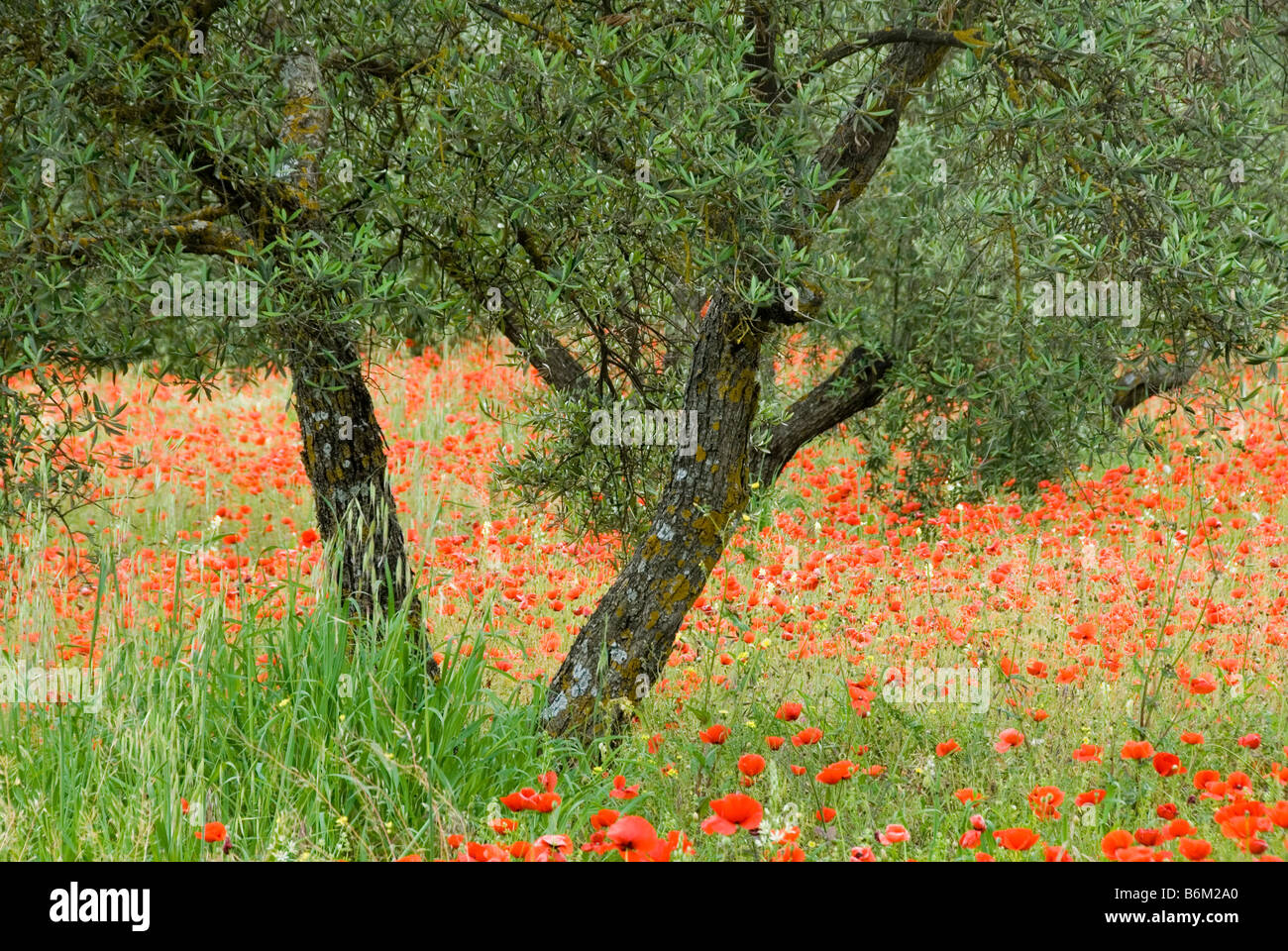 Mohnblumen Olivenbäume Olive Grove Wildblumen Rinde Frühling Frühling reisen Rot Grün Natur Erdtönen Mohn Stockfoto