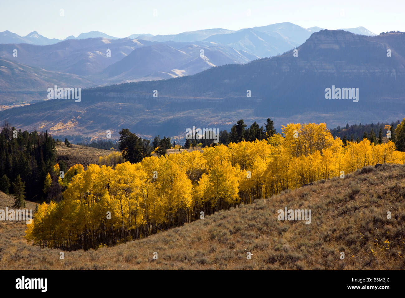 Espe Bäume im Herbst Farbe Beartooth Scenic Byway Beartooth Pass zwischen Cooke City Wyoming & Red Lodge Montana Stockfoto