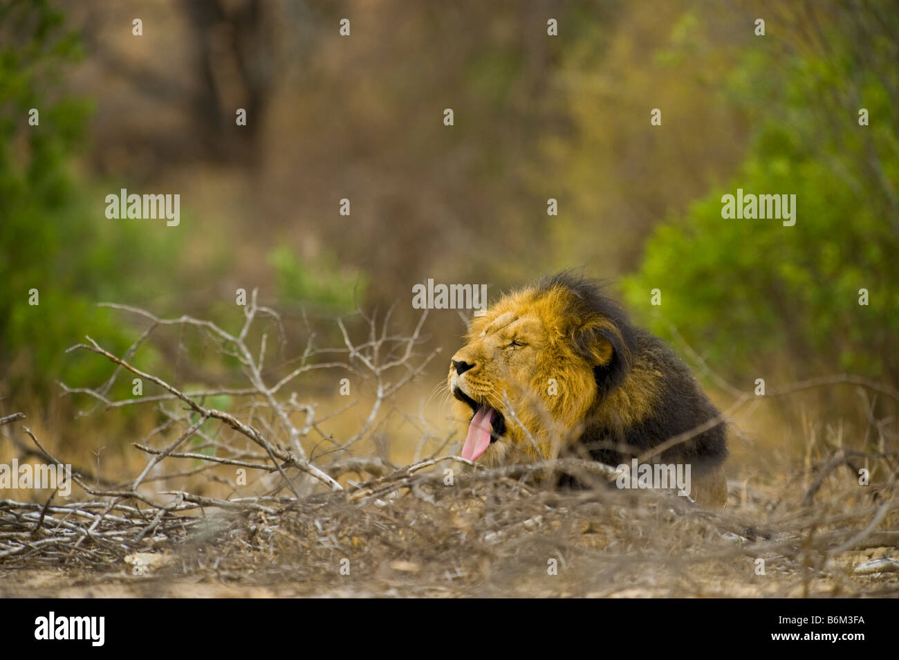 Wildlife wild Löwe männlich in einwandfreiem Zustand liegend offenem Mund Zähne Gape gaping Gähnen Gähnen Zunge Panthera Leon Süd-Afr Stockfoto
