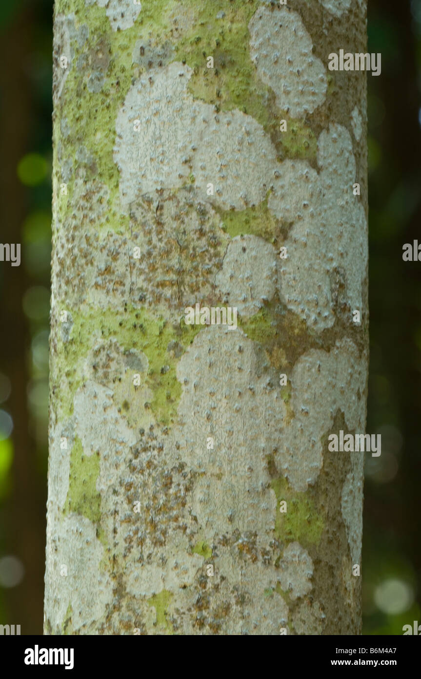 Baumstamm fallenden Flechten Howard Springs Natur Park Northern Territory Australien September Stockfoto