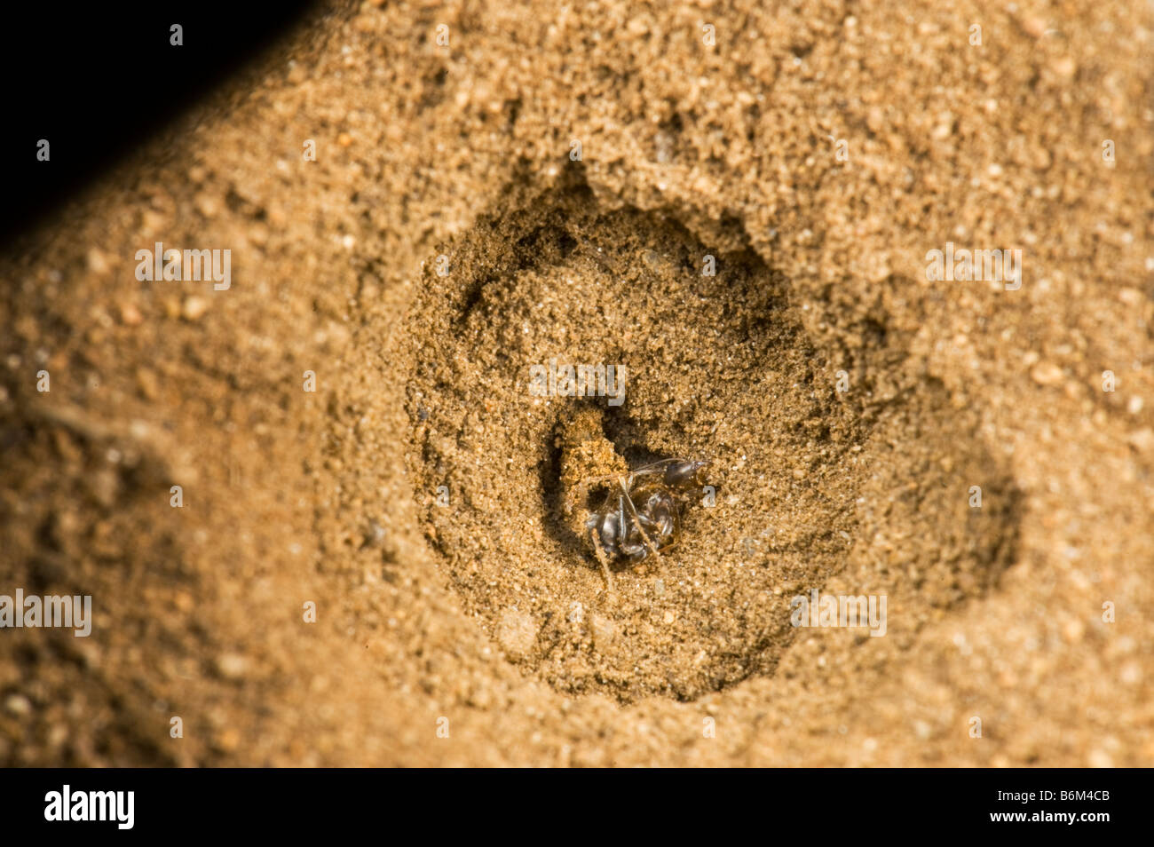 wilde Tierwelt Ant Lion Makro Makro Sandhole Ambiente Südafrika konische Grube weichen Sandboden zu fangen Insekten weiß gelb LIMPO Stockfoto