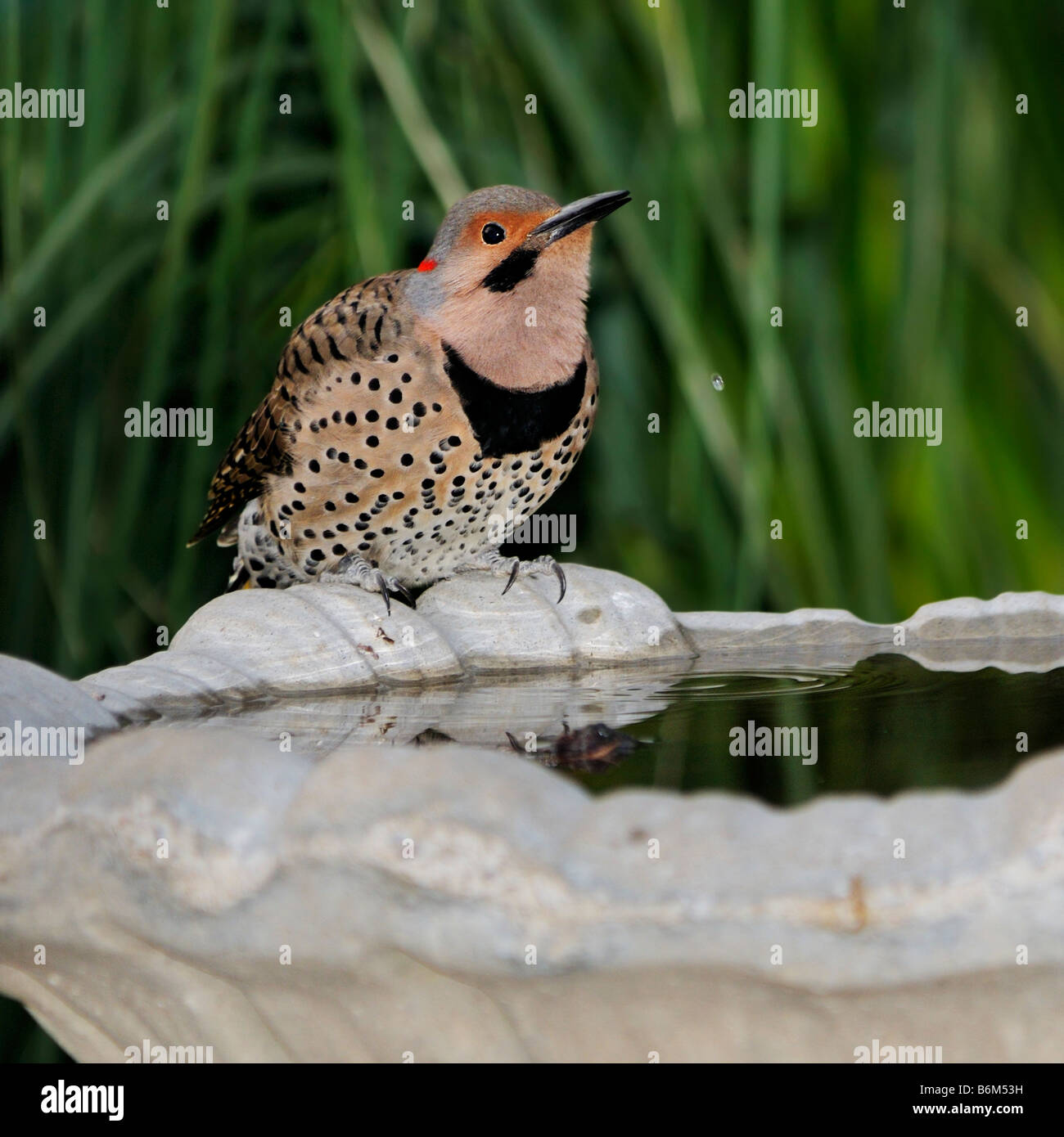 Eine gelbe shafted Nördlichen Flimmern Colaptes auratus, Trinken aus ein Vogelbad in Oklahoma, USA. Stockfoto