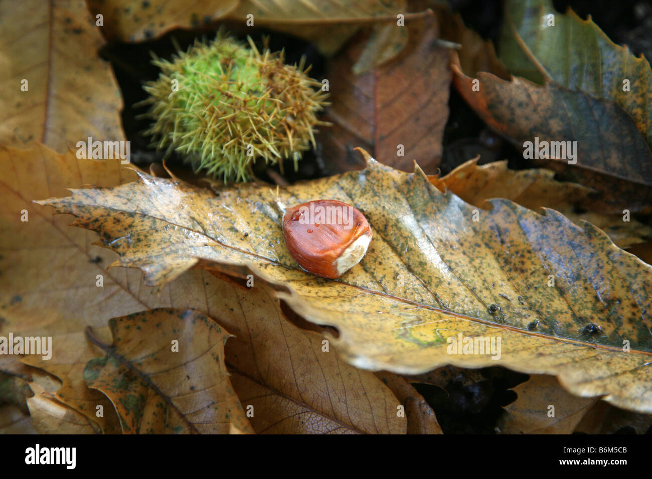 Eine Edelkastanie und stacheligen Schale Fall auf einem Bett aus Blättern Stockfoto