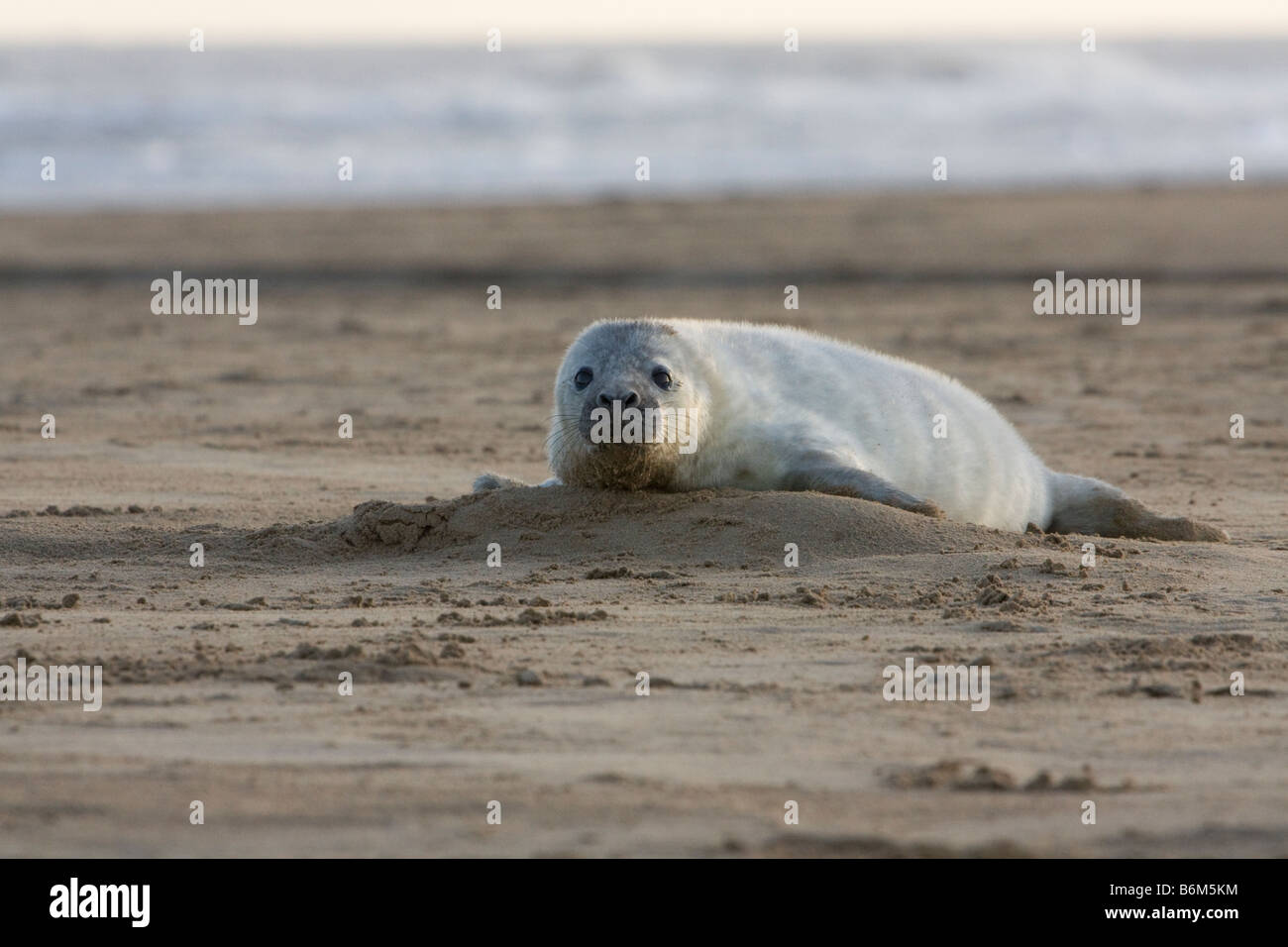 Grey Seal (Halichoerus Grypus) Pup am Strand von Donna Nook, Lincolnshire, UK Stockfoto